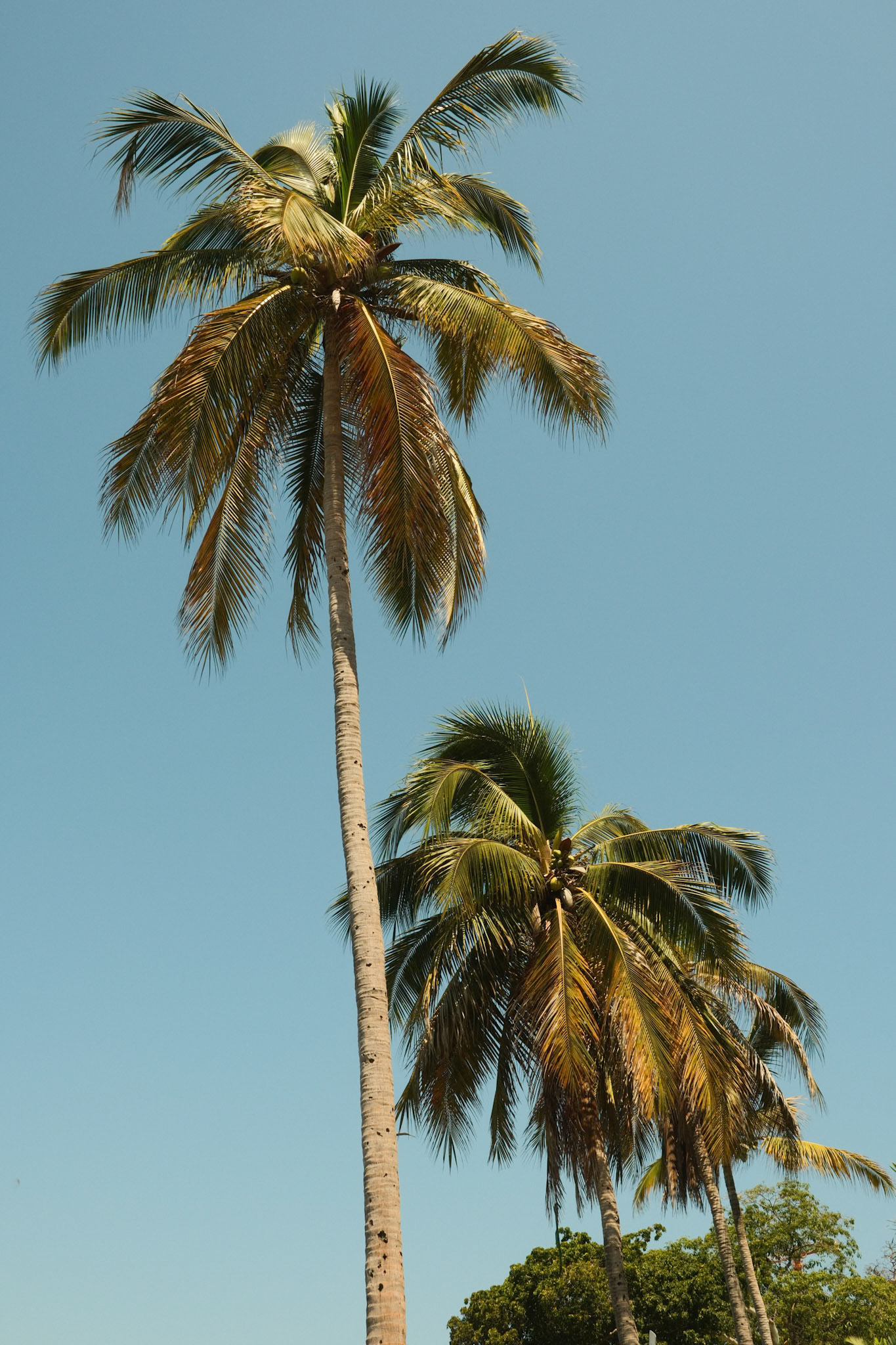 Puerto Vallarta (2025)
