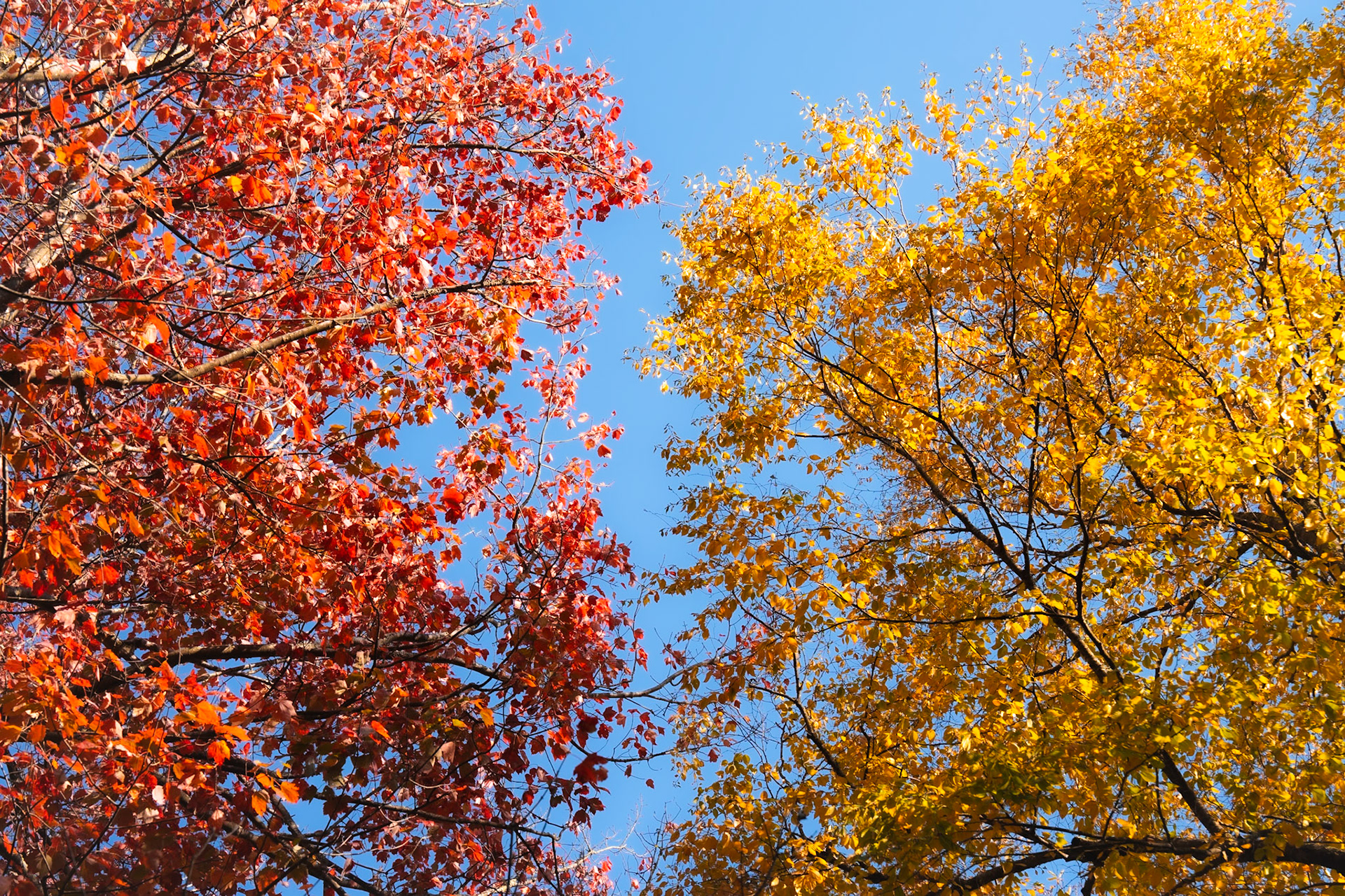 Autumn Colors at Shenandoah (2024)
