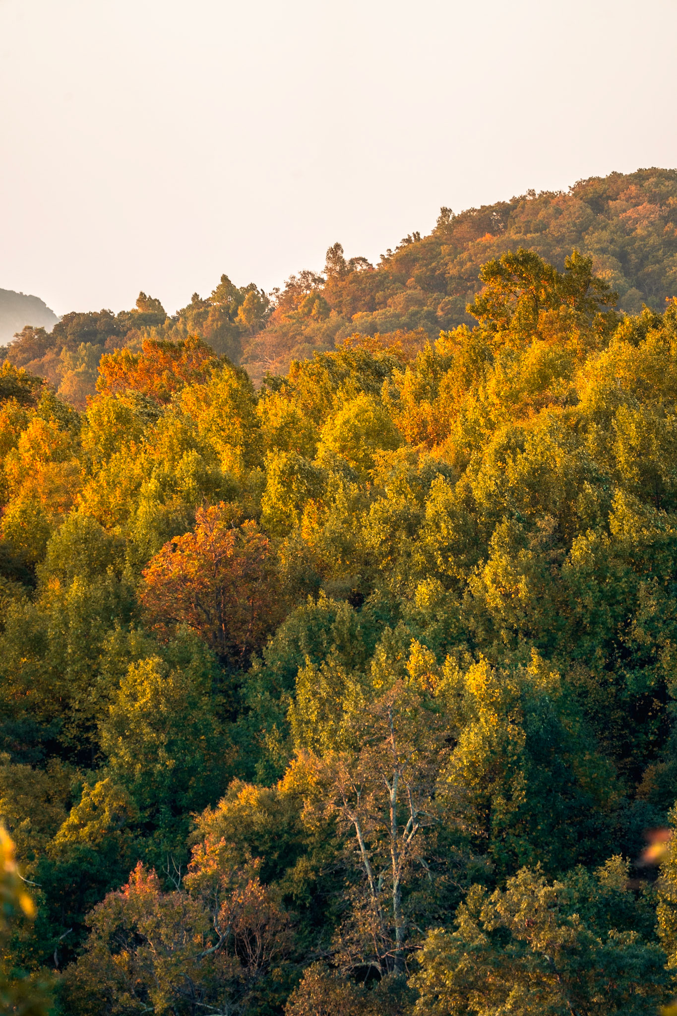 Autumn in Shenandoah (2024)