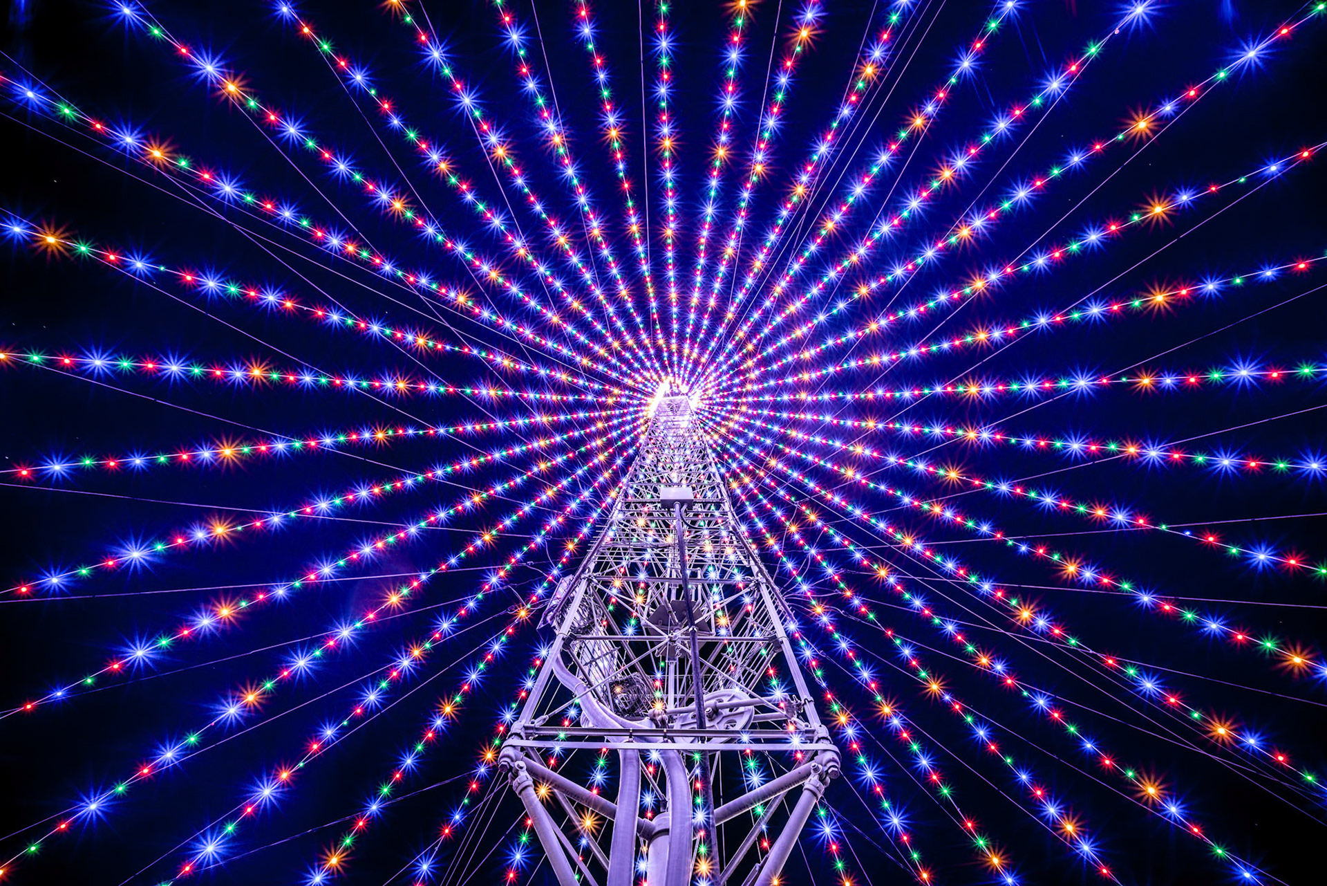 Zilker Park Tree, ATX (2019)