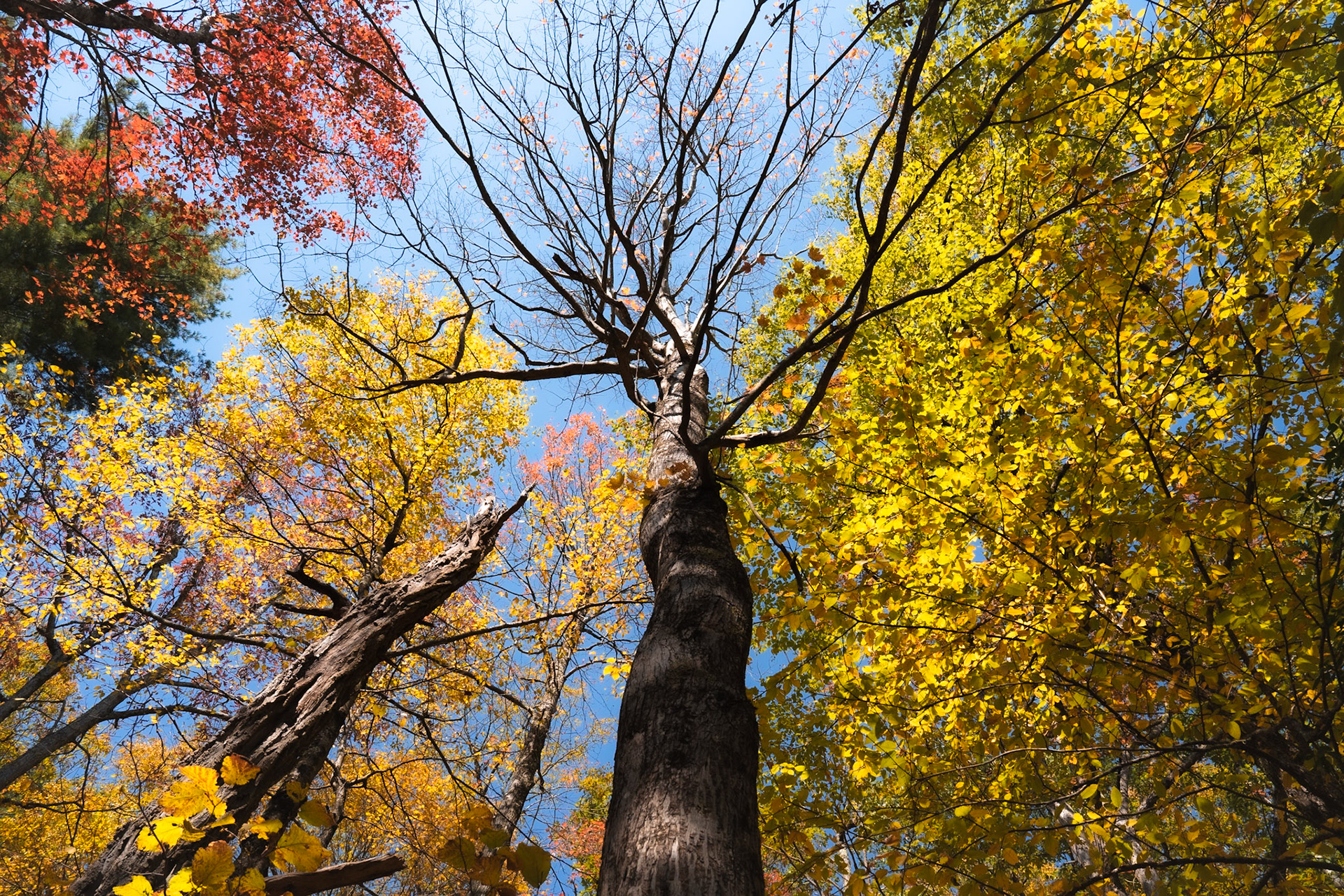 Bearfence Trail, Shenandoah (2024)