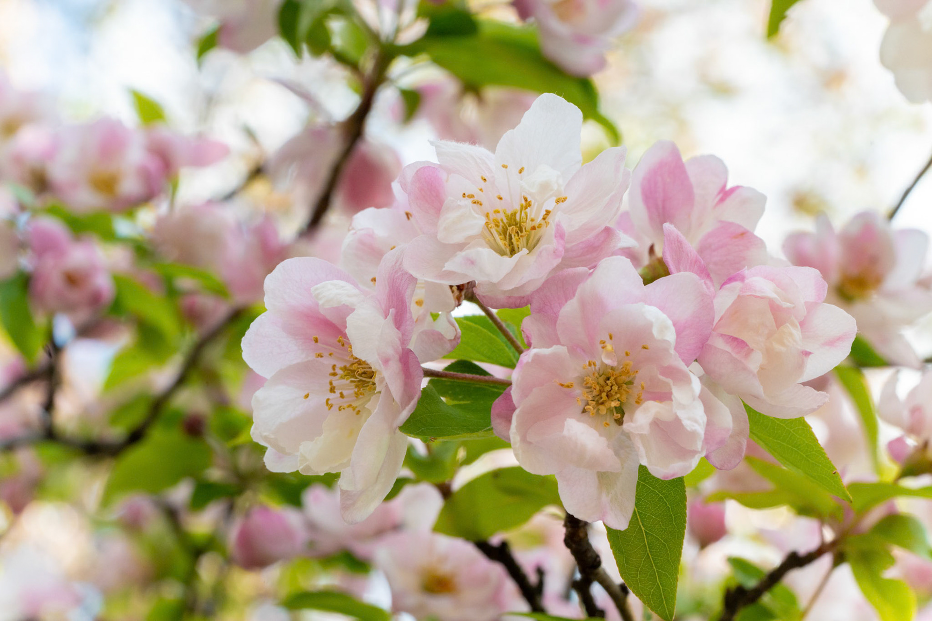 Spring Cherry Blossoms, NYC (2024)
