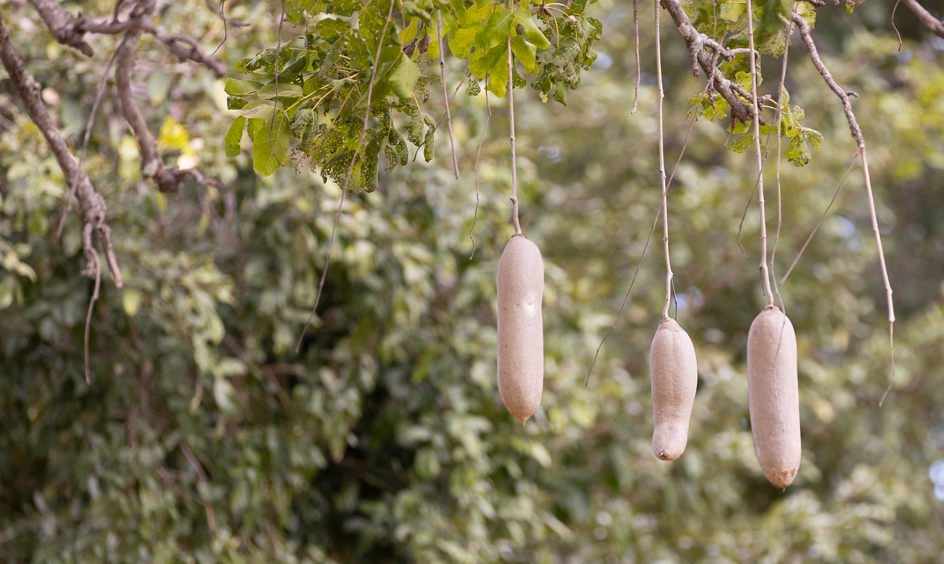 Sausage Tree