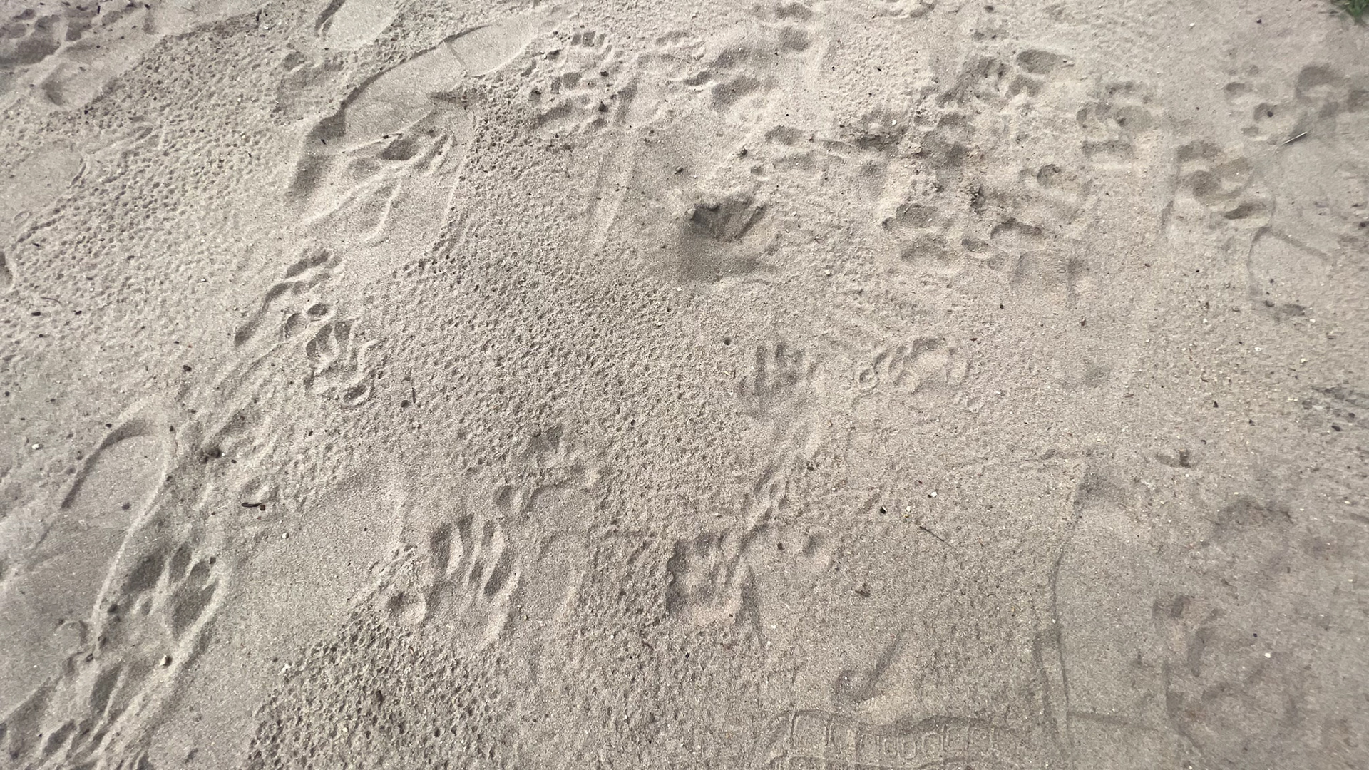 Footprints in the camp from last night