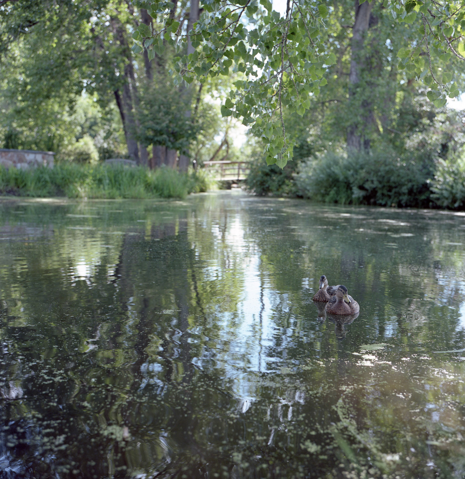 Ducks on Monet's Pond - Hudson Gardens