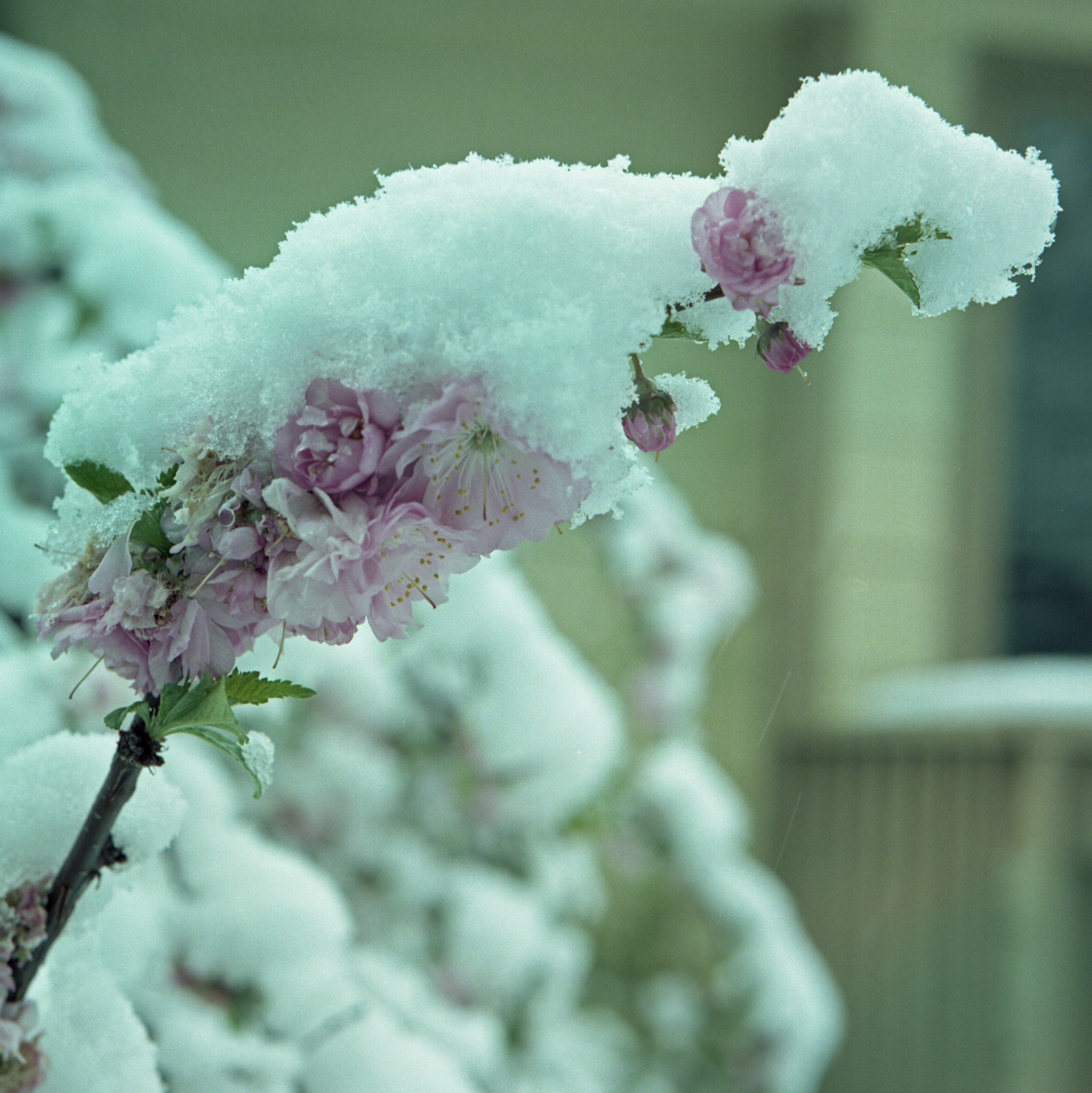 Pear Blossoms in Snow
