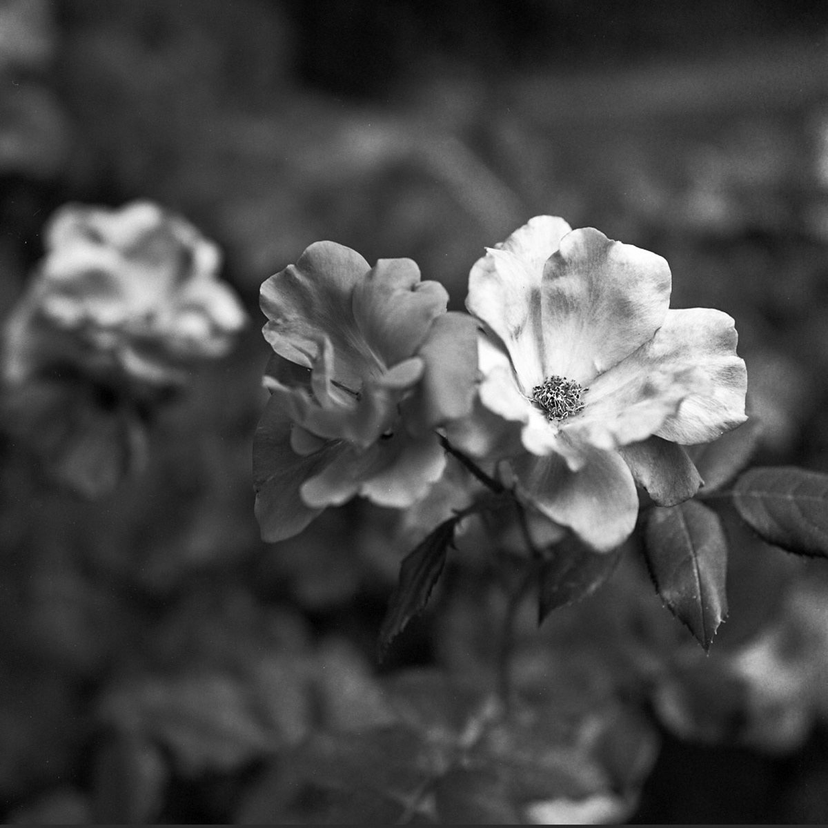 Rose Blooms