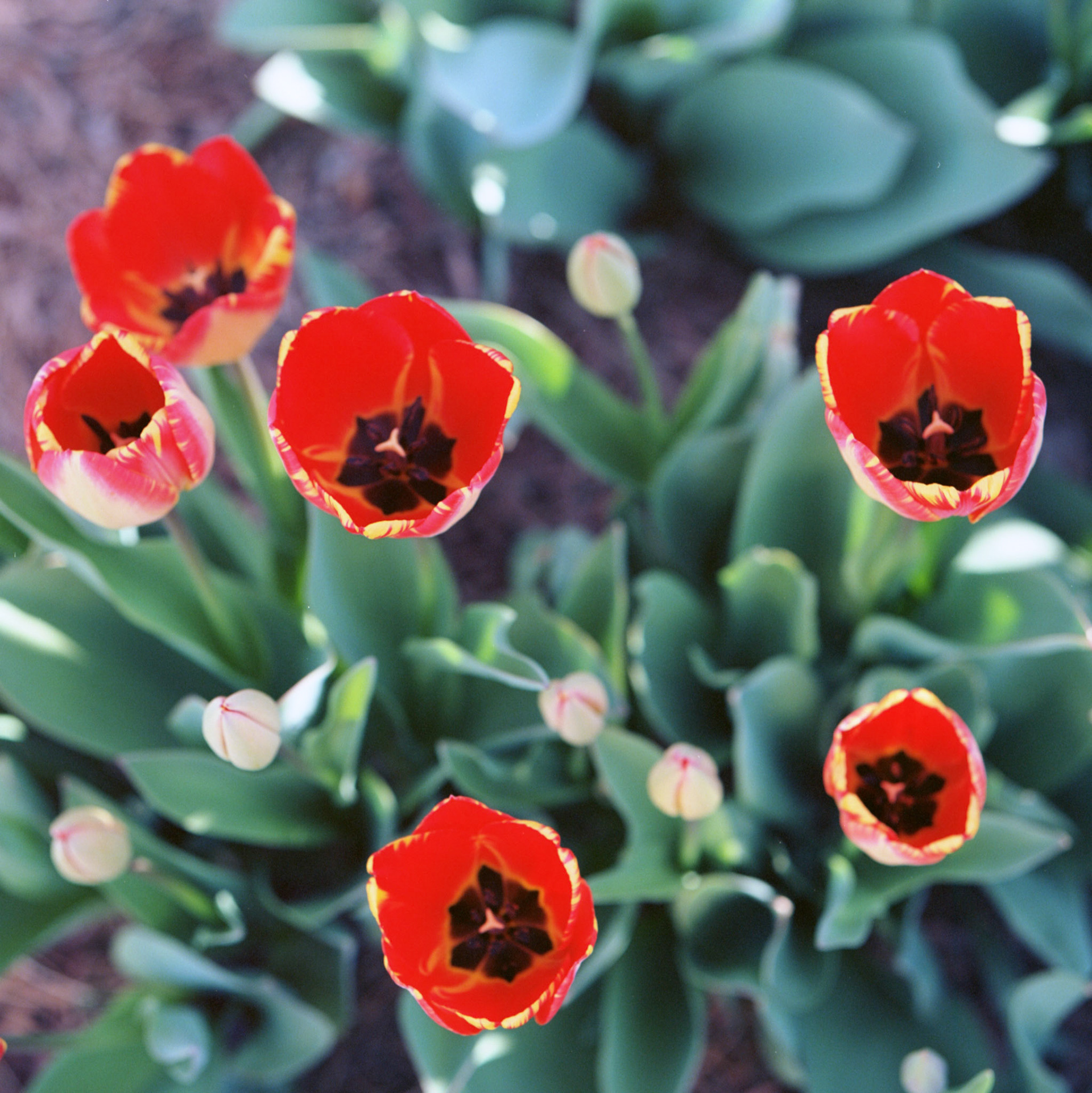 Tulips