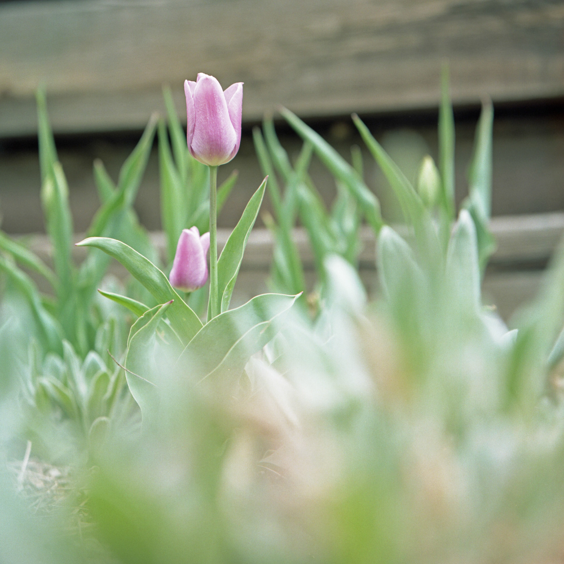 Tulip Rising