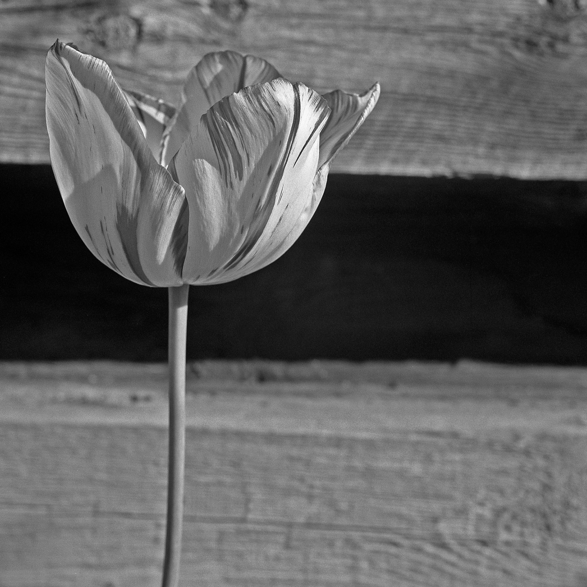 Single Tall Tulip