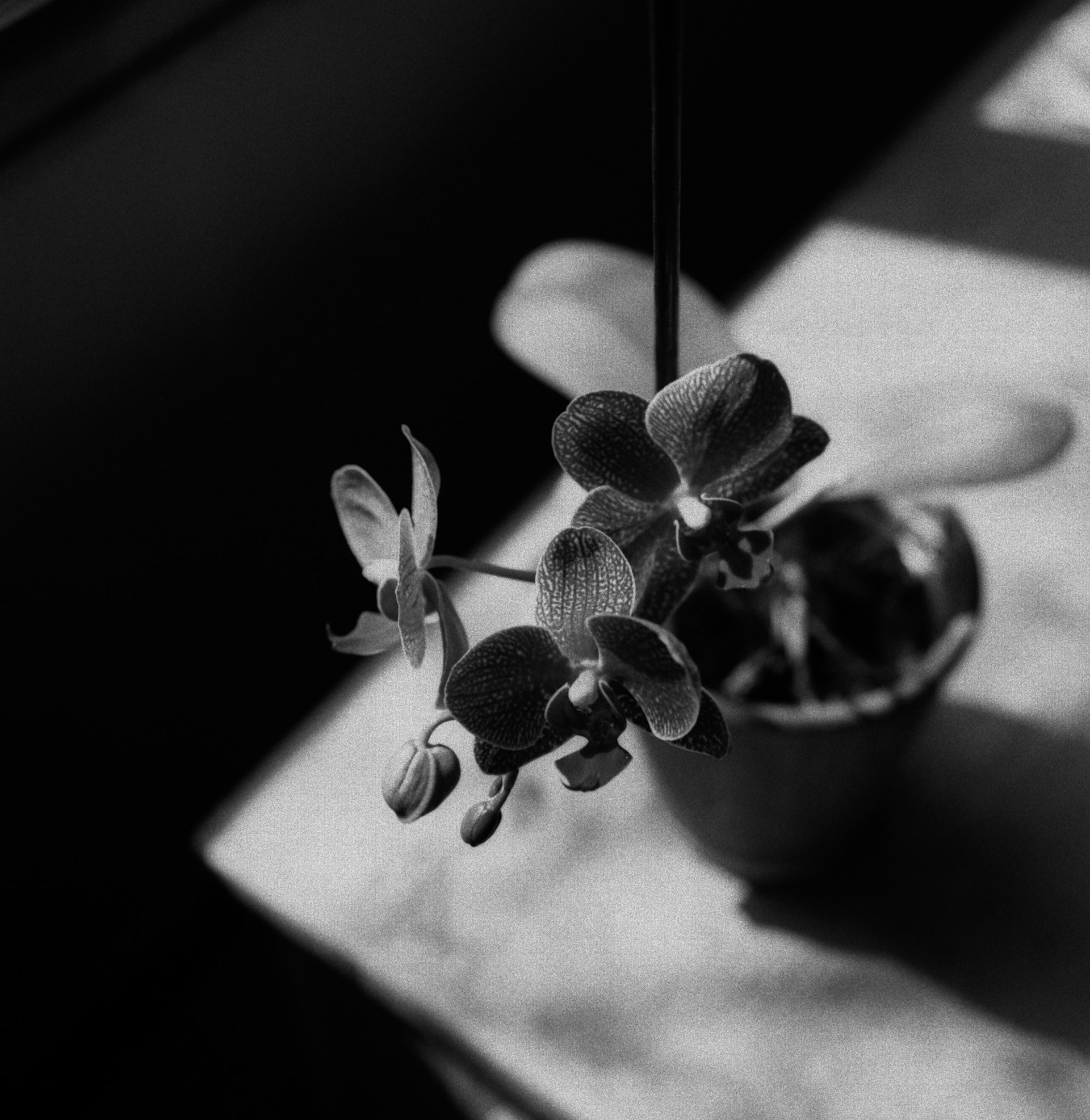 An orchid, shot indoors with window light.