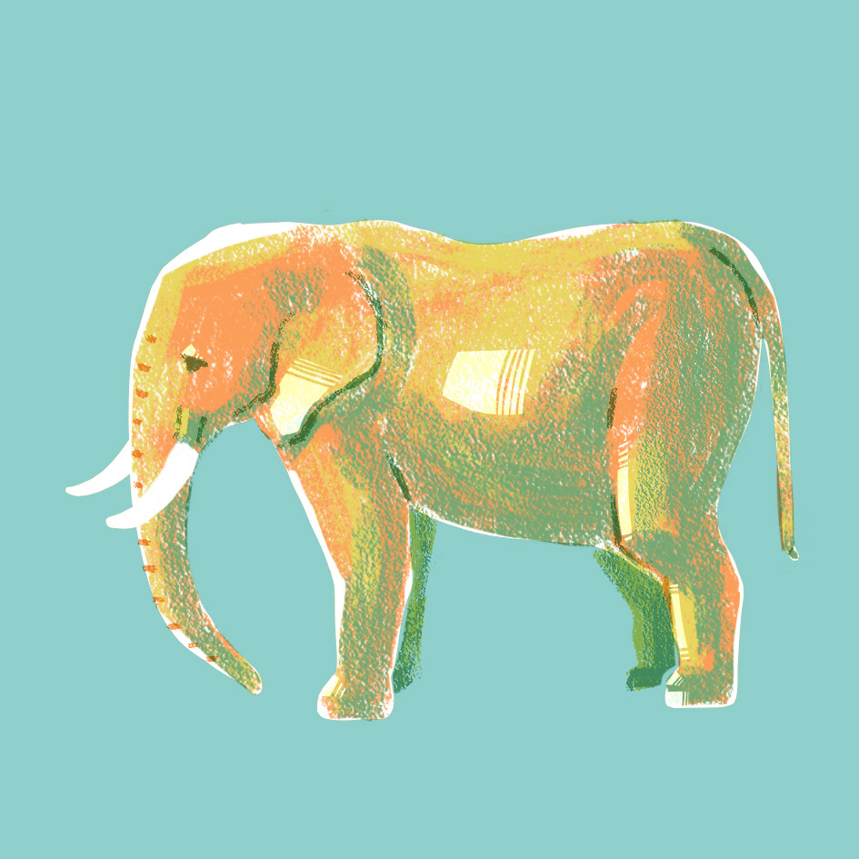アフリカゾウ