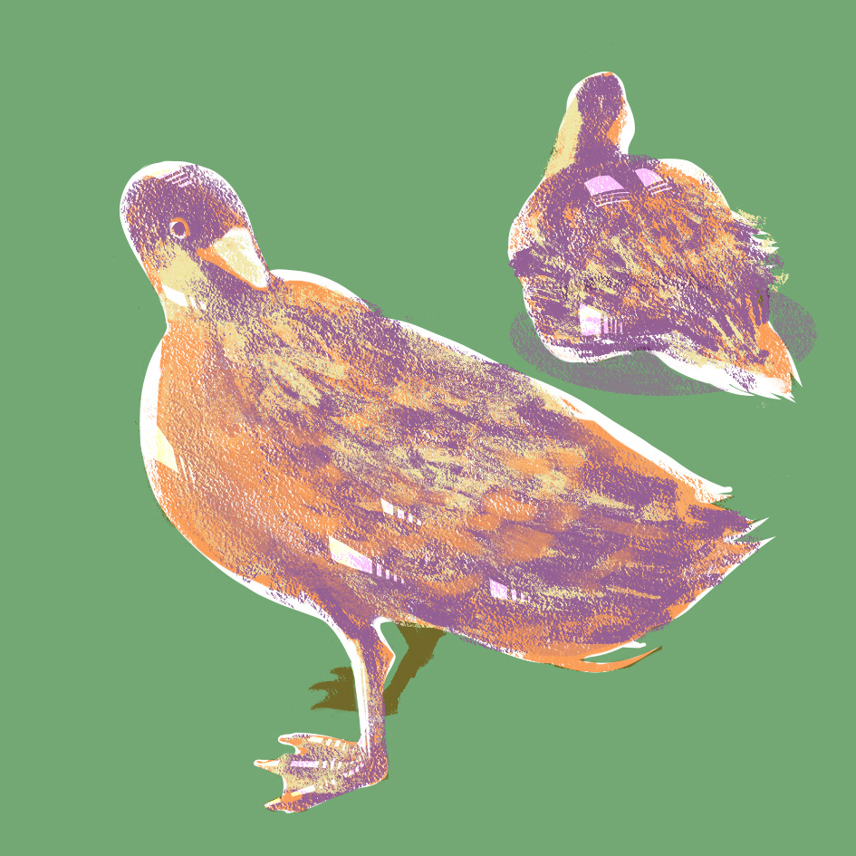 シジュウカラガン
