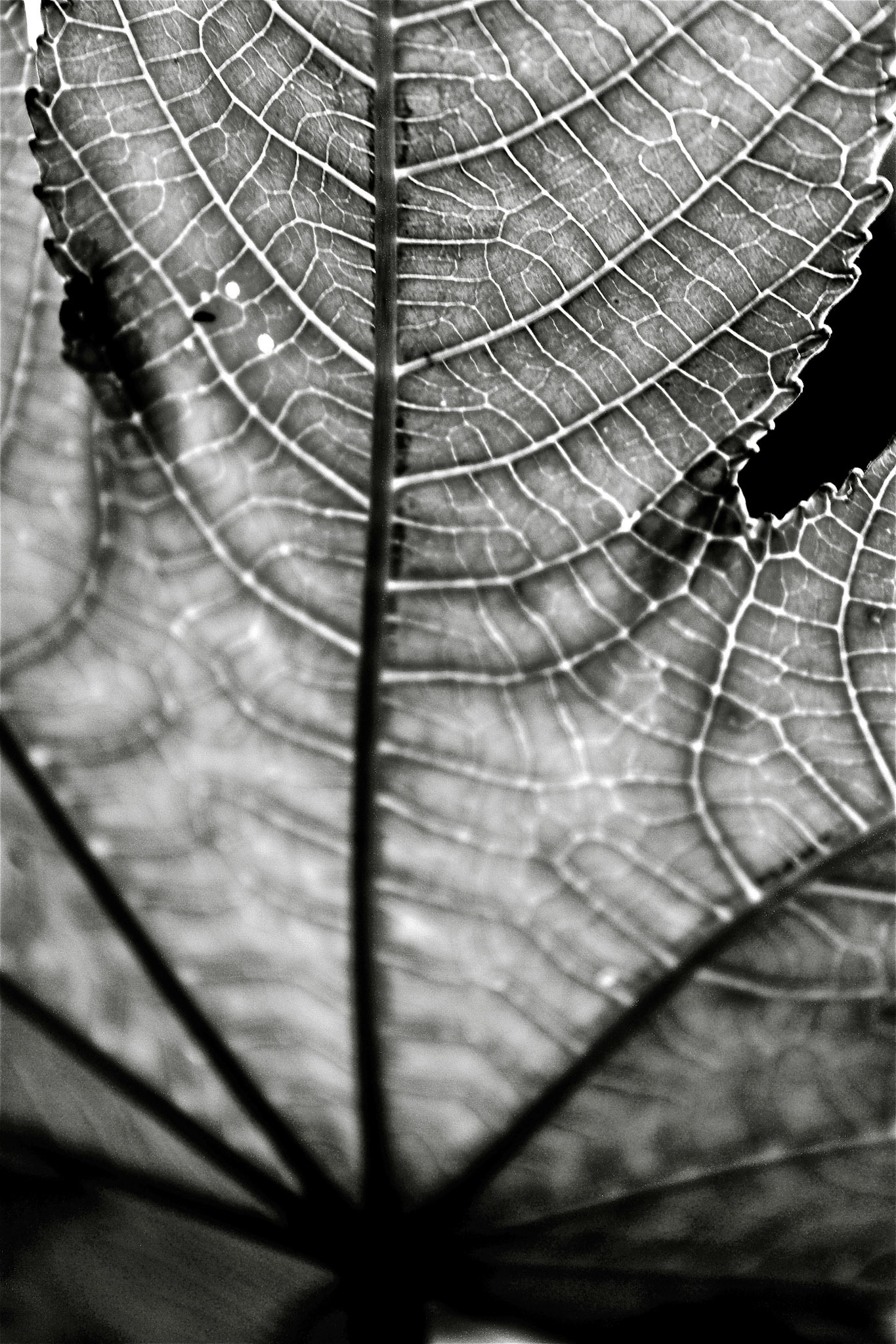 Leaf