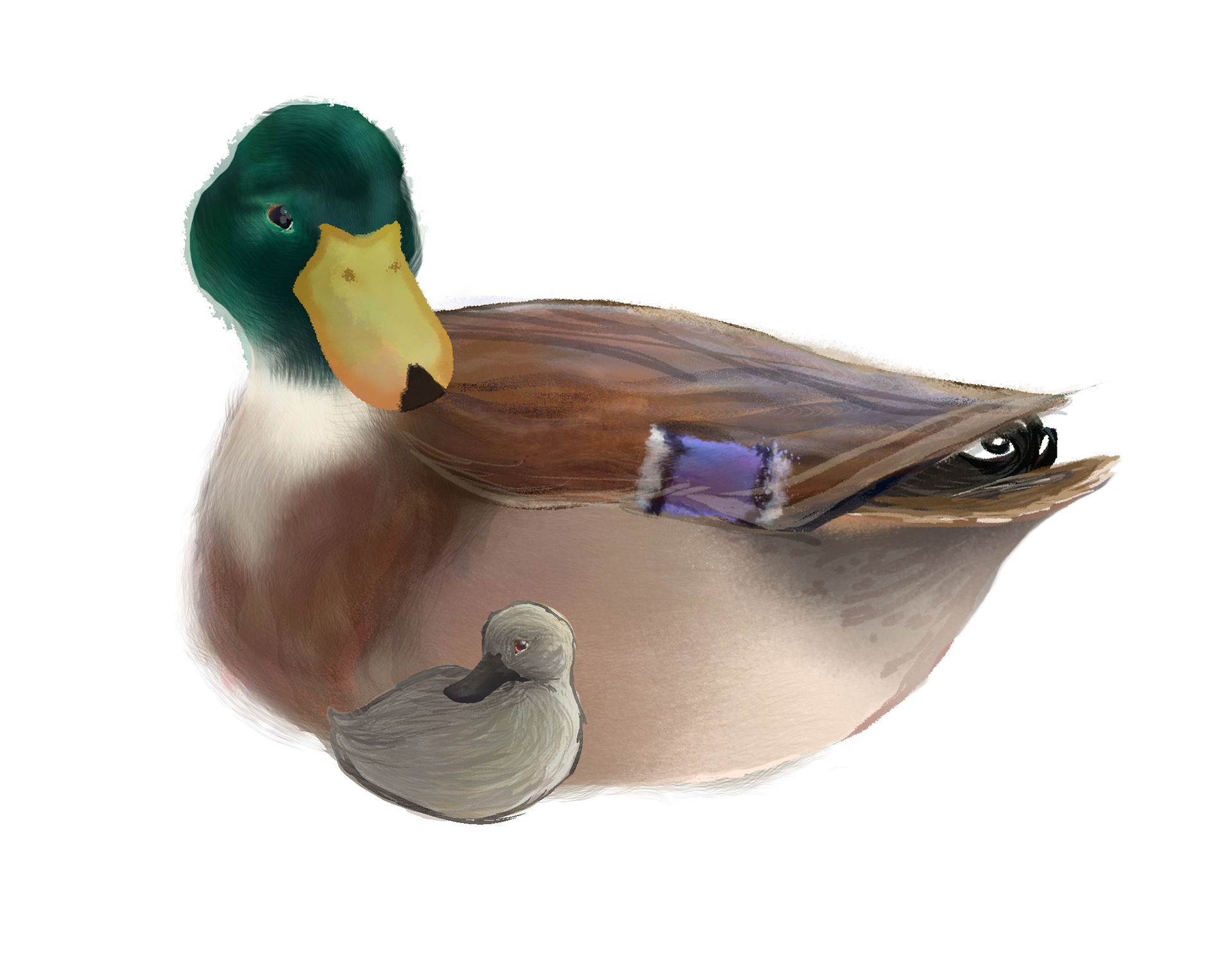 duck and duckling