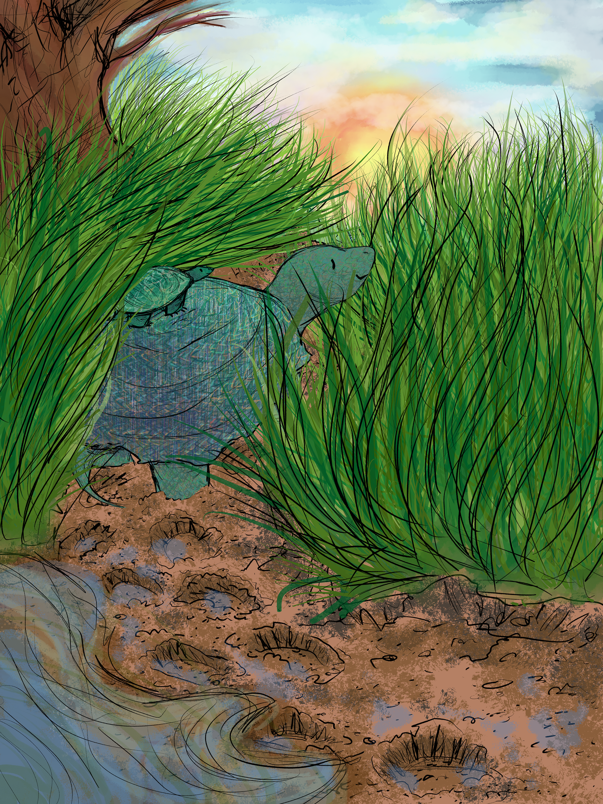 A Turtle Journey