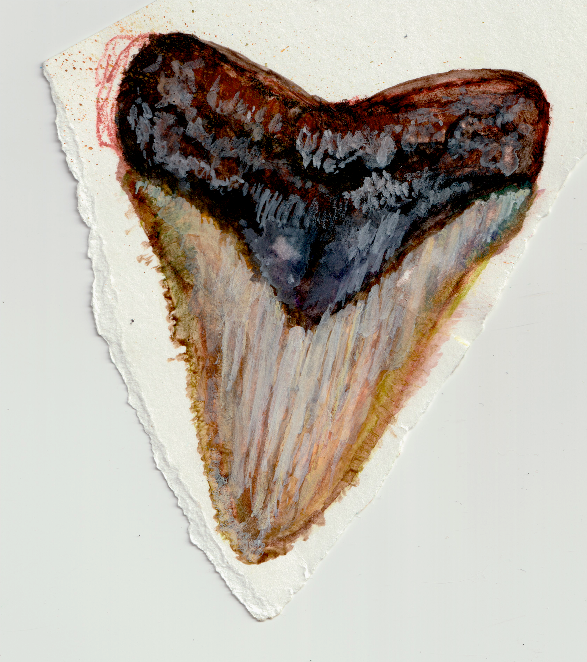 Megalodon Tooth