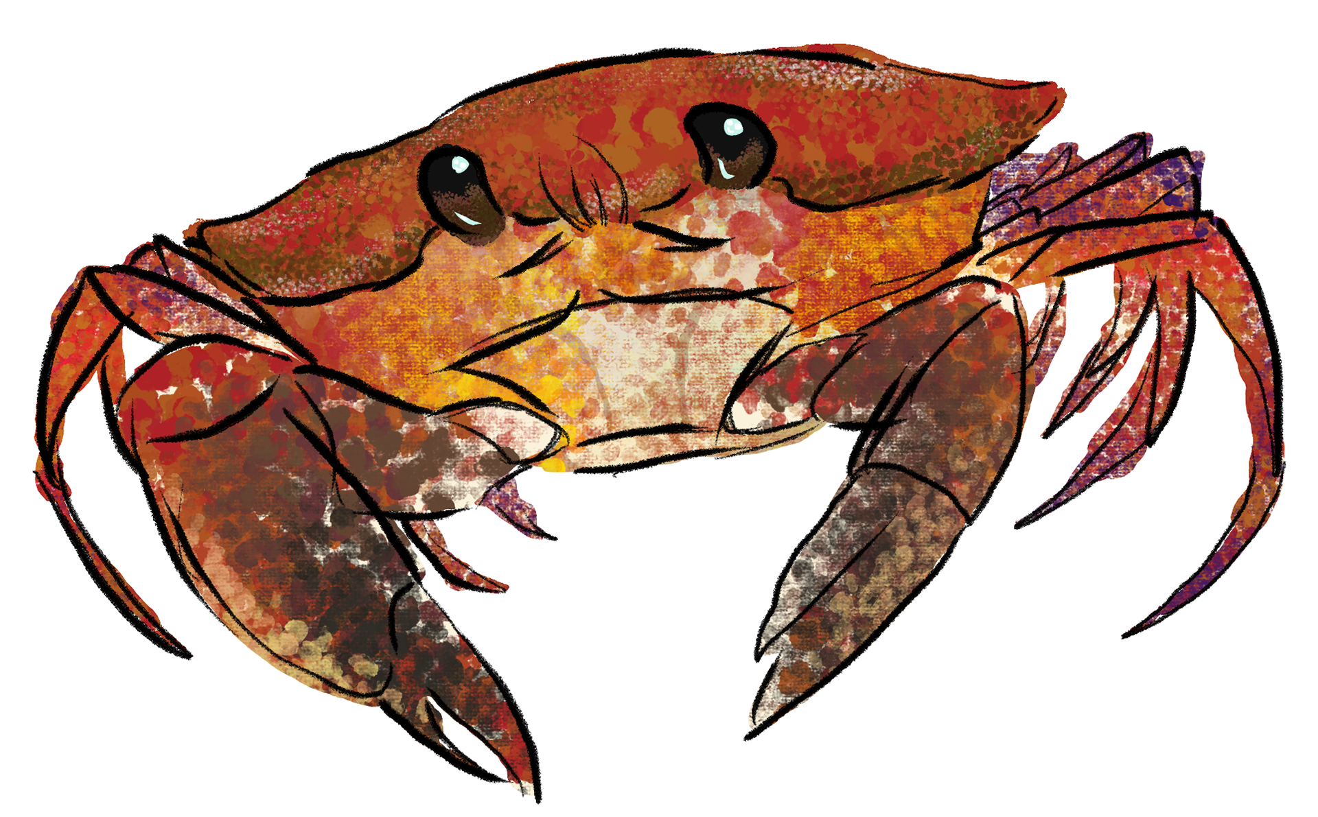 Snappy the Crab