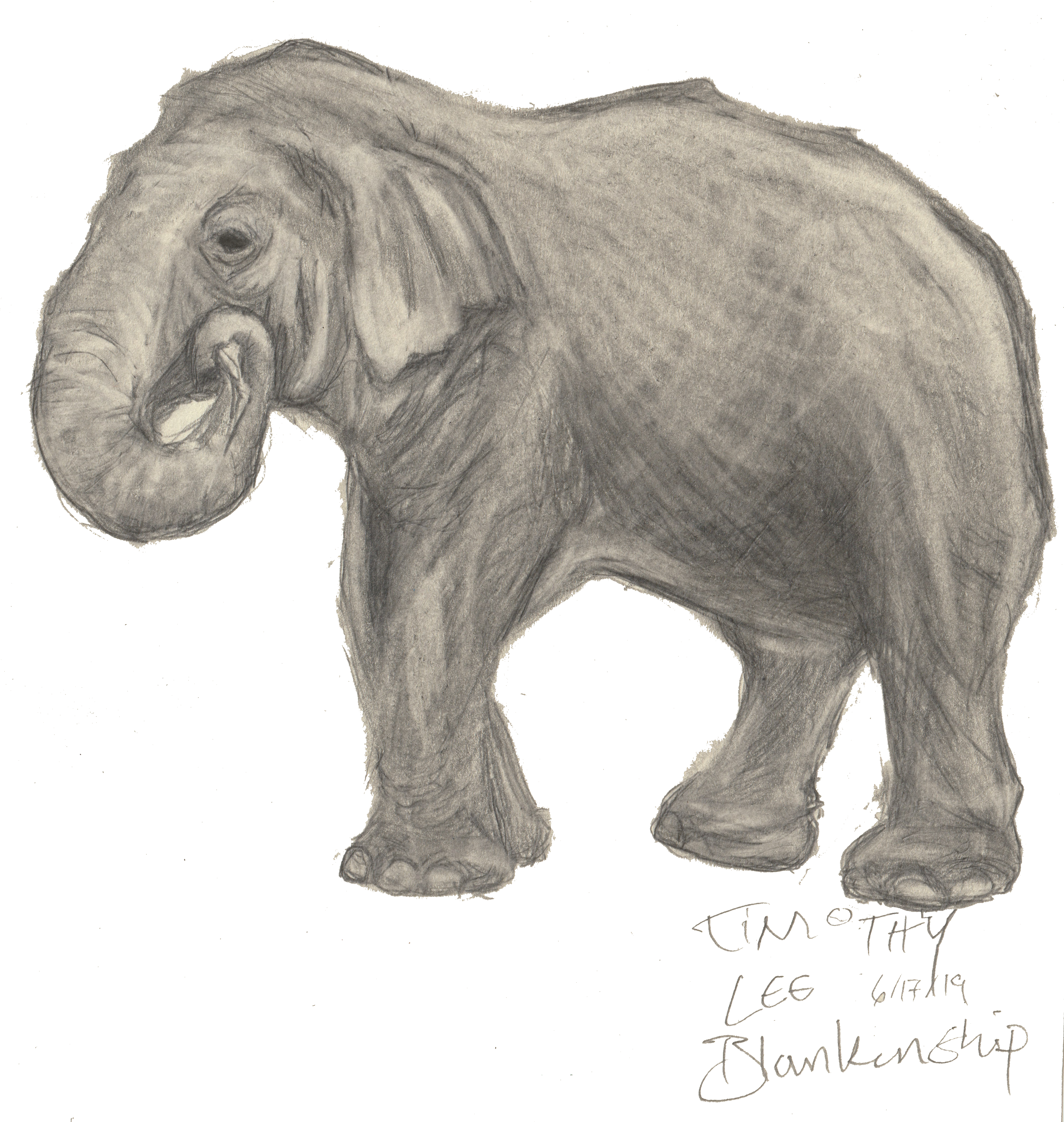 Asian Elephant