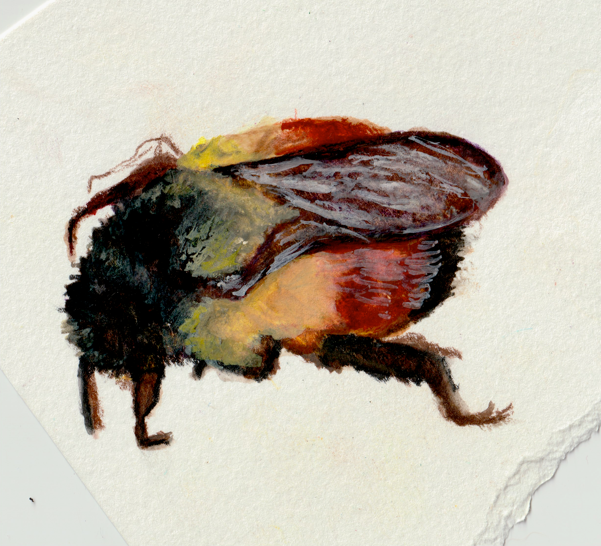 Orange Rumped Bumble Bee