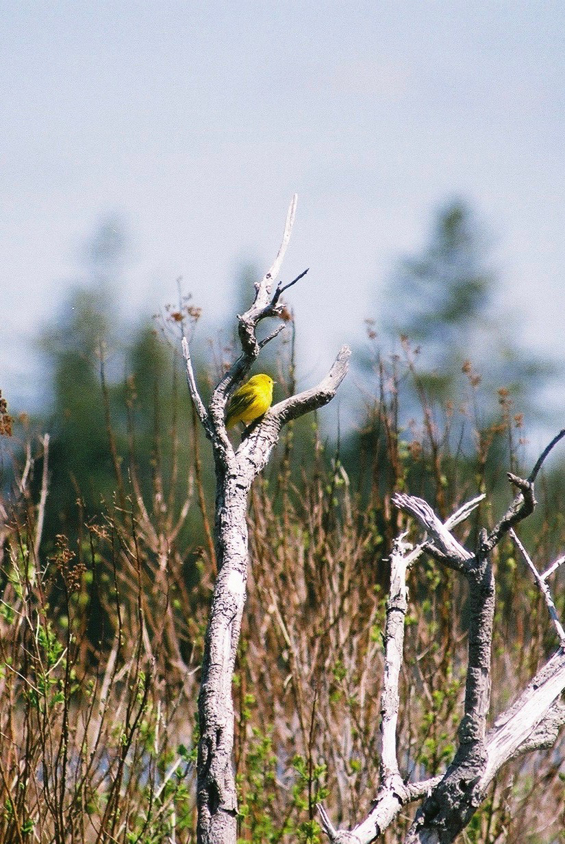 Yellow Warbler