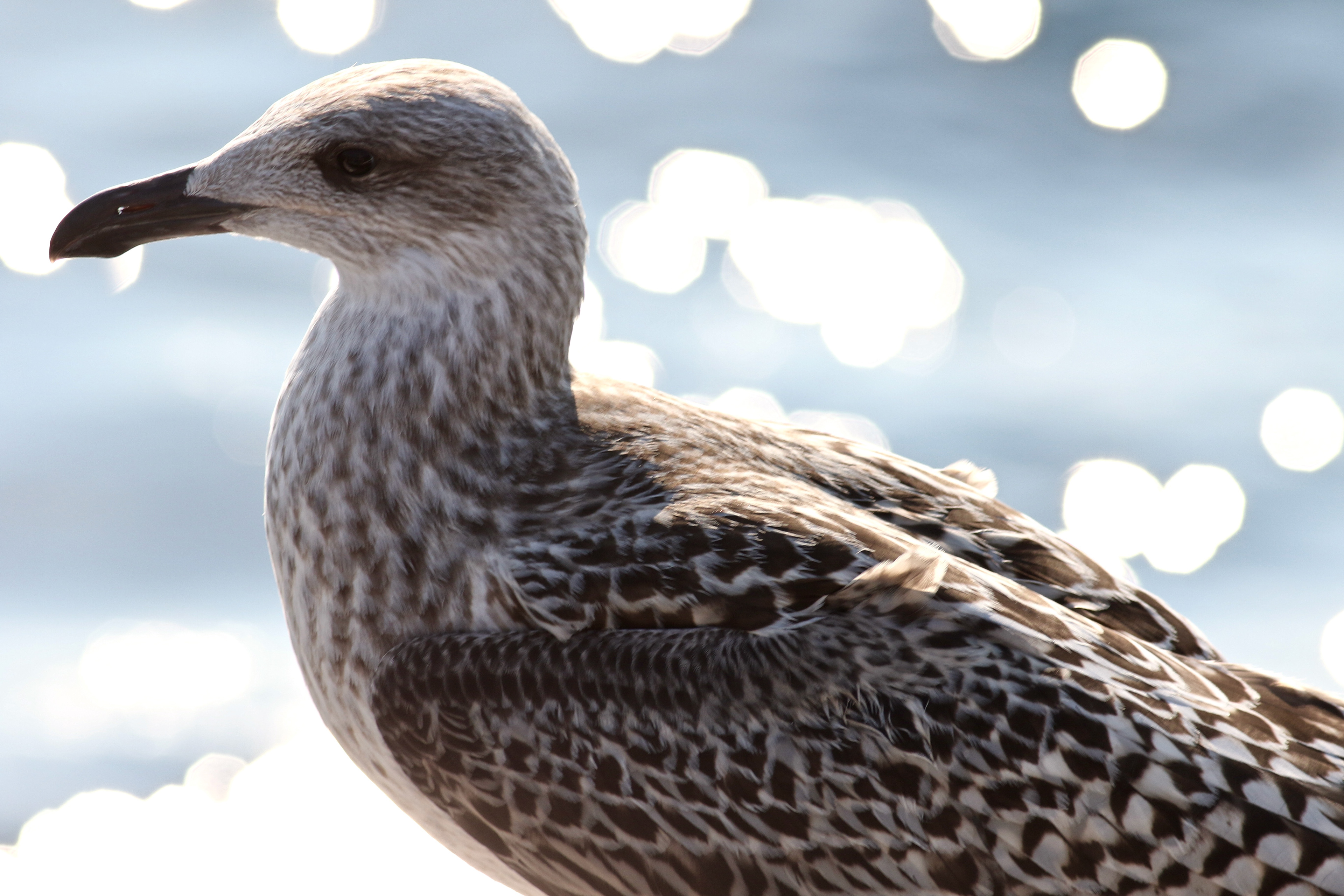 Juvenile herring gull