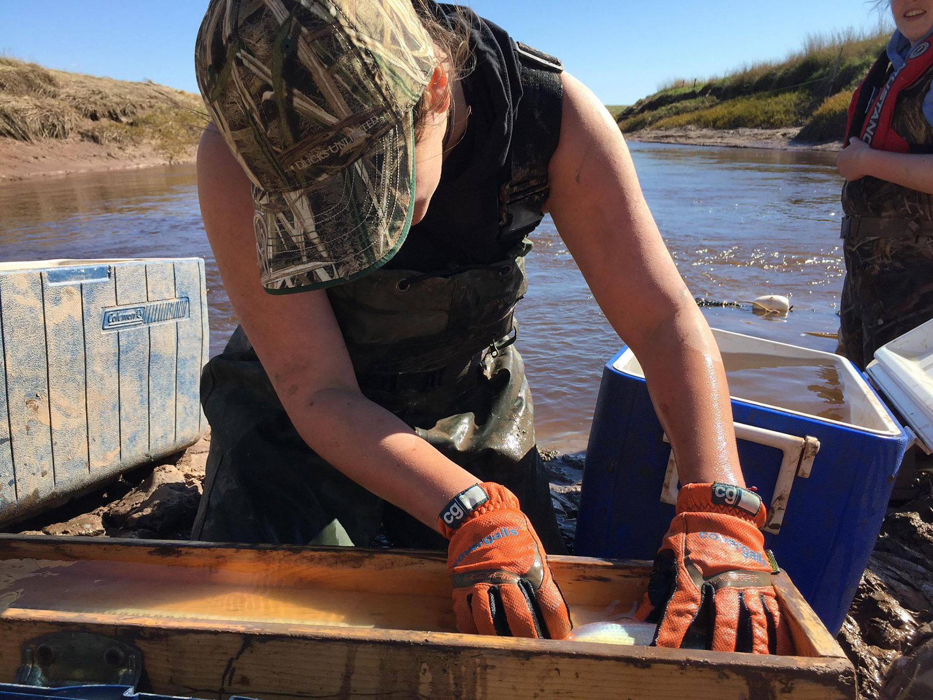 Measuring the length of gaspereau (alewife) before PIT tagging