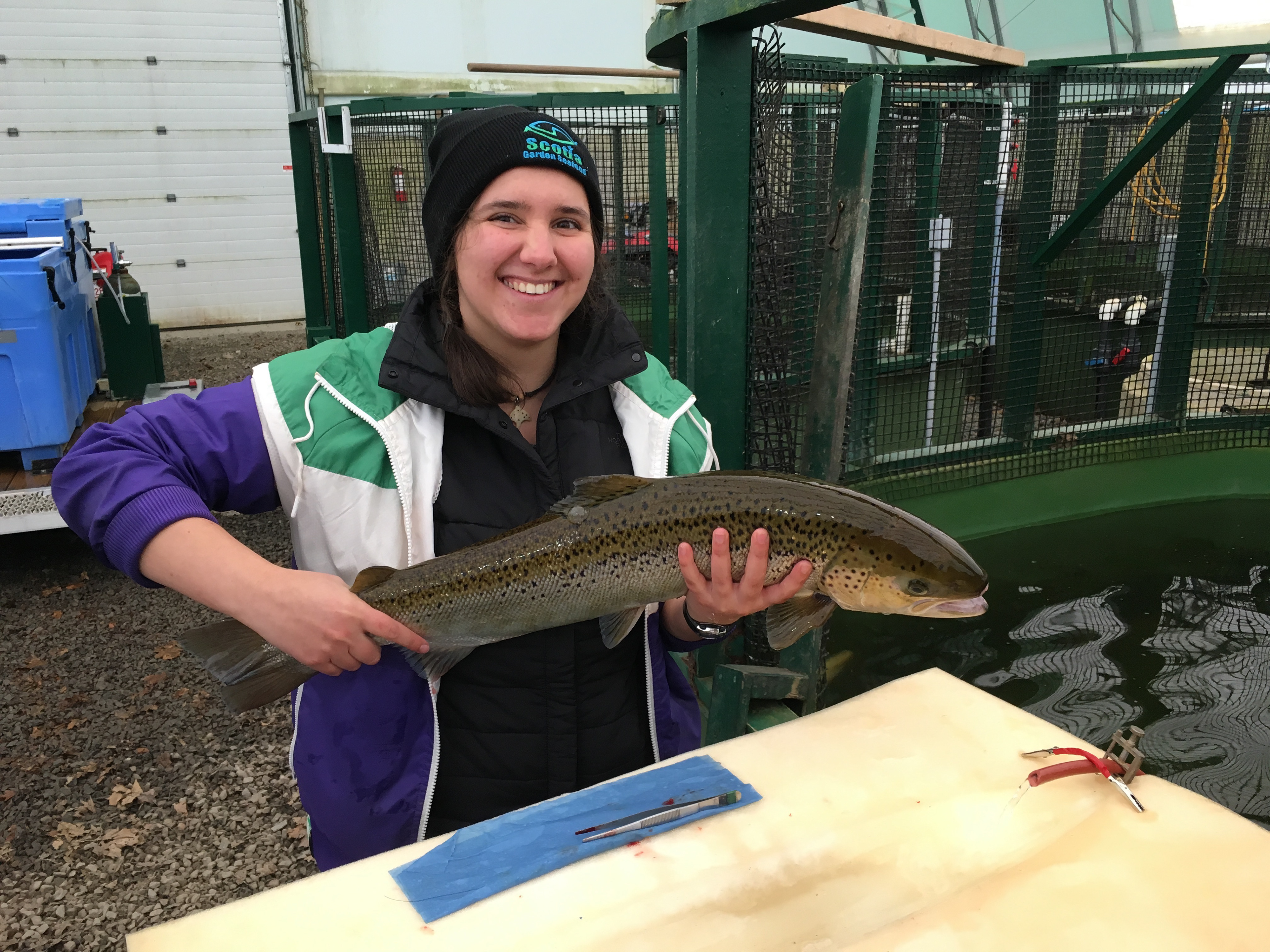Atlantic Salmon kelt that has been fitted with an acoustic tag to monitor its migration in the Bay of Fundy