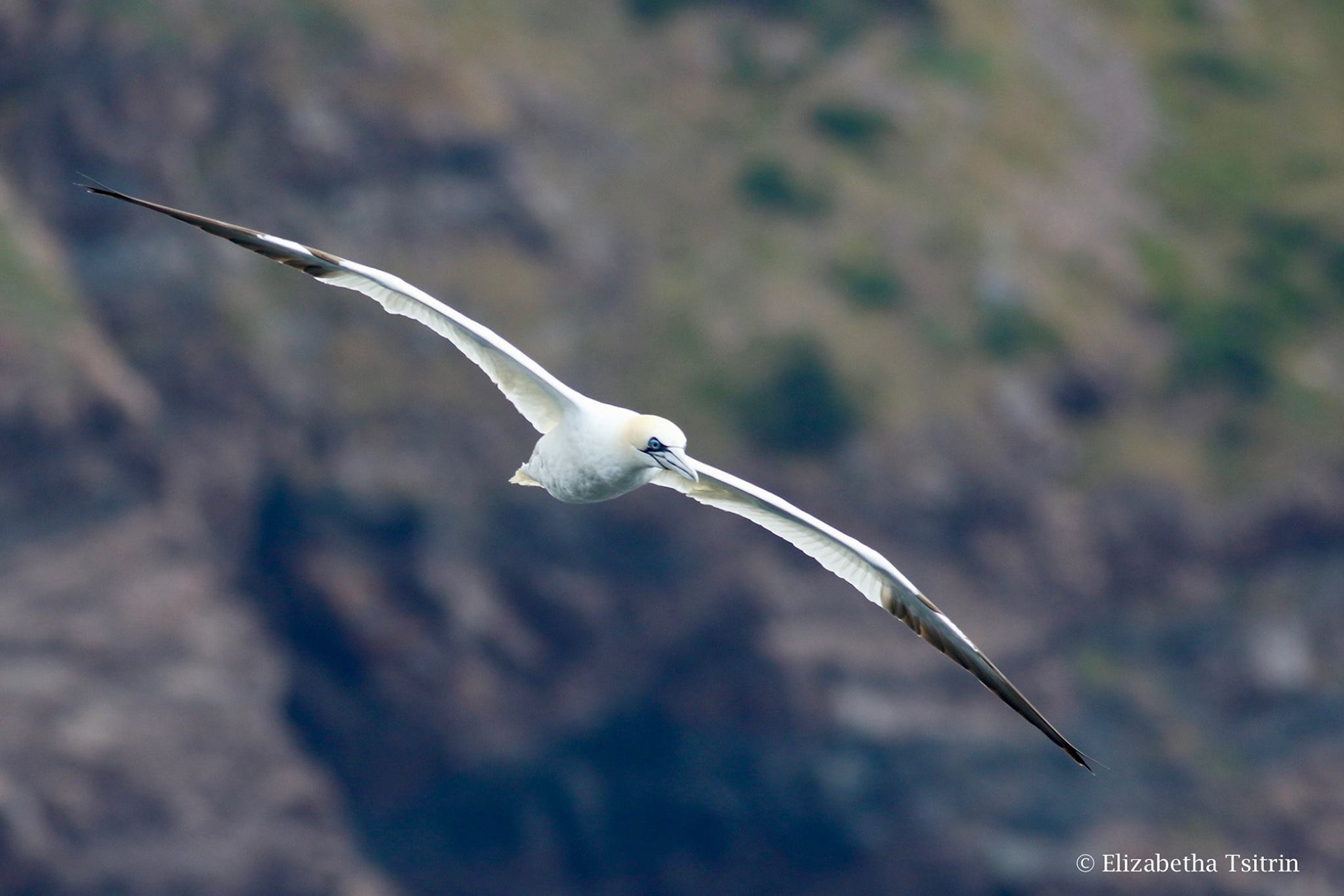 Northern Gannet