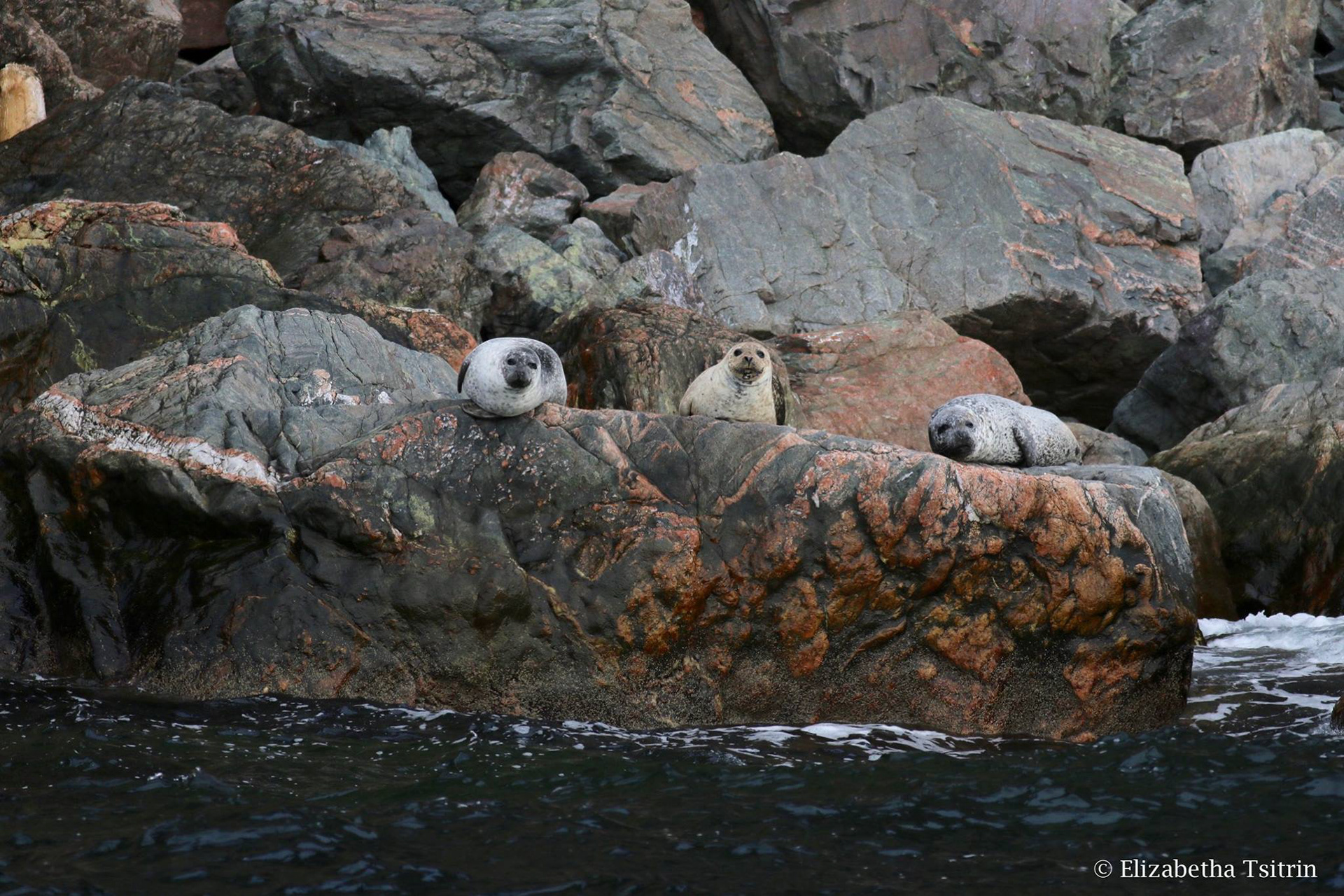 Harbour seals