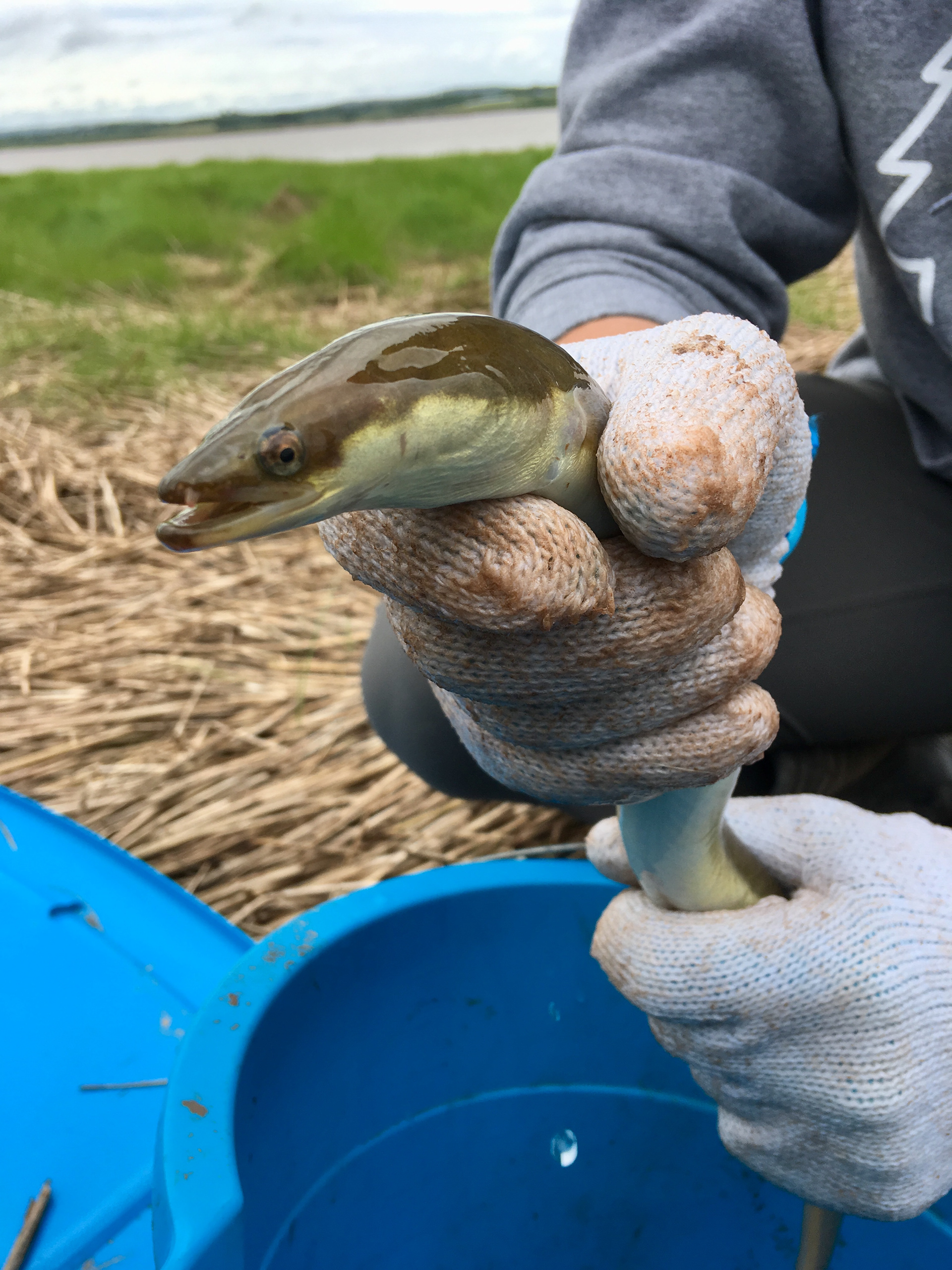 American eel