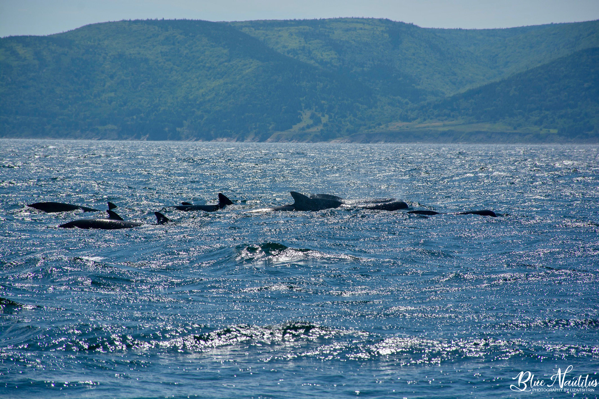 Long-finned pilot whales in Cape Breton