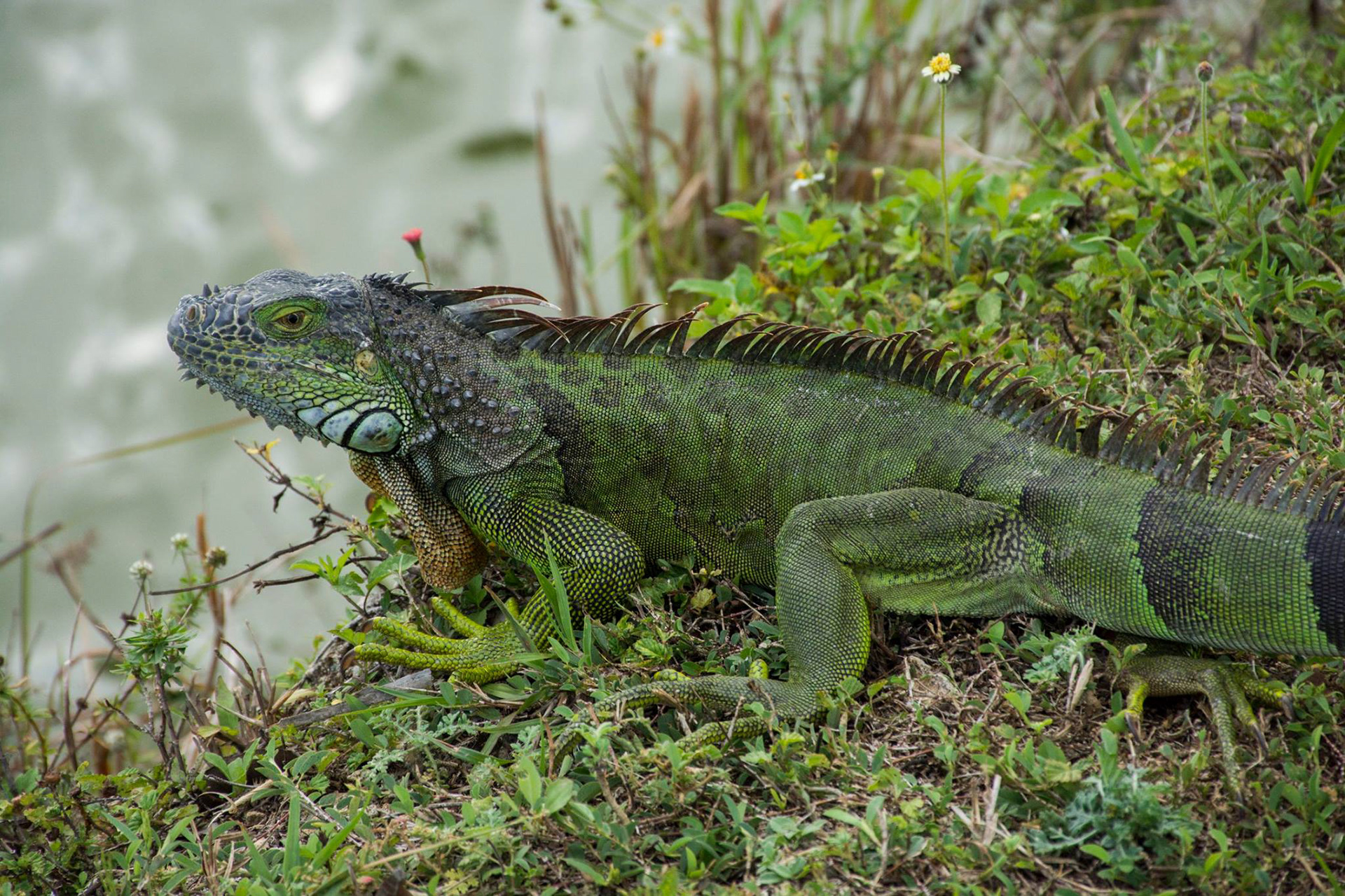 Green iguana