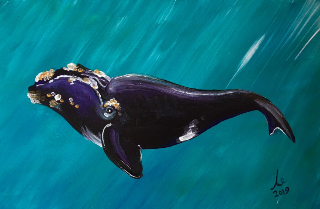 North Atlantic Right Whale