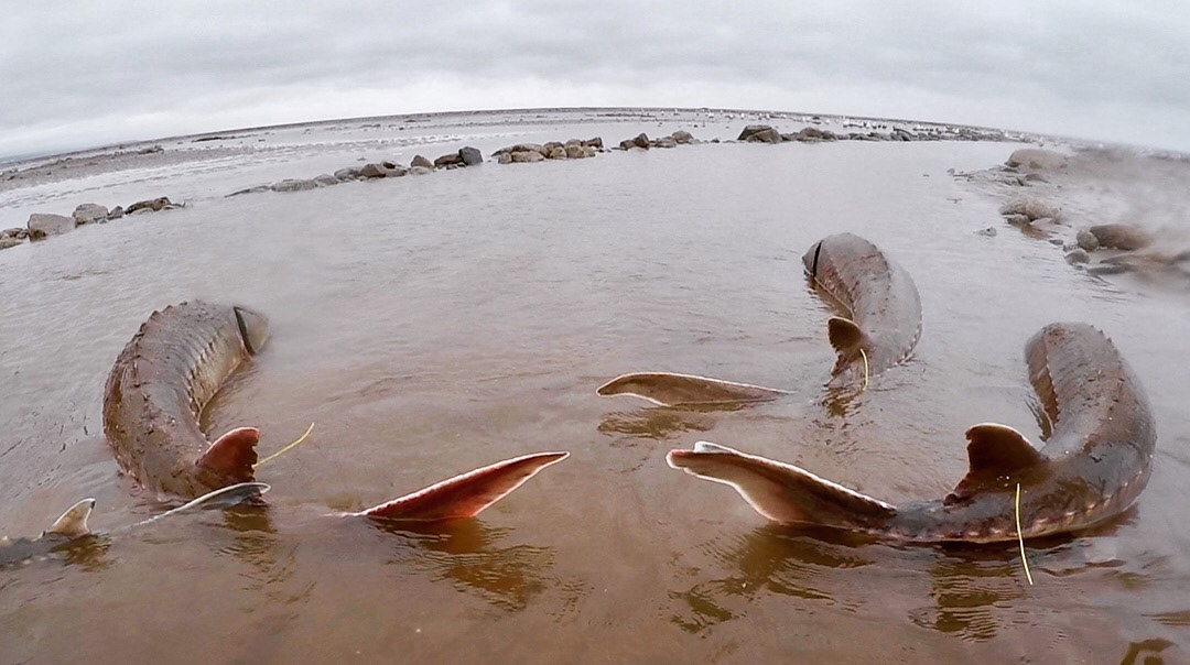 Atlantic sturgeon after tagging