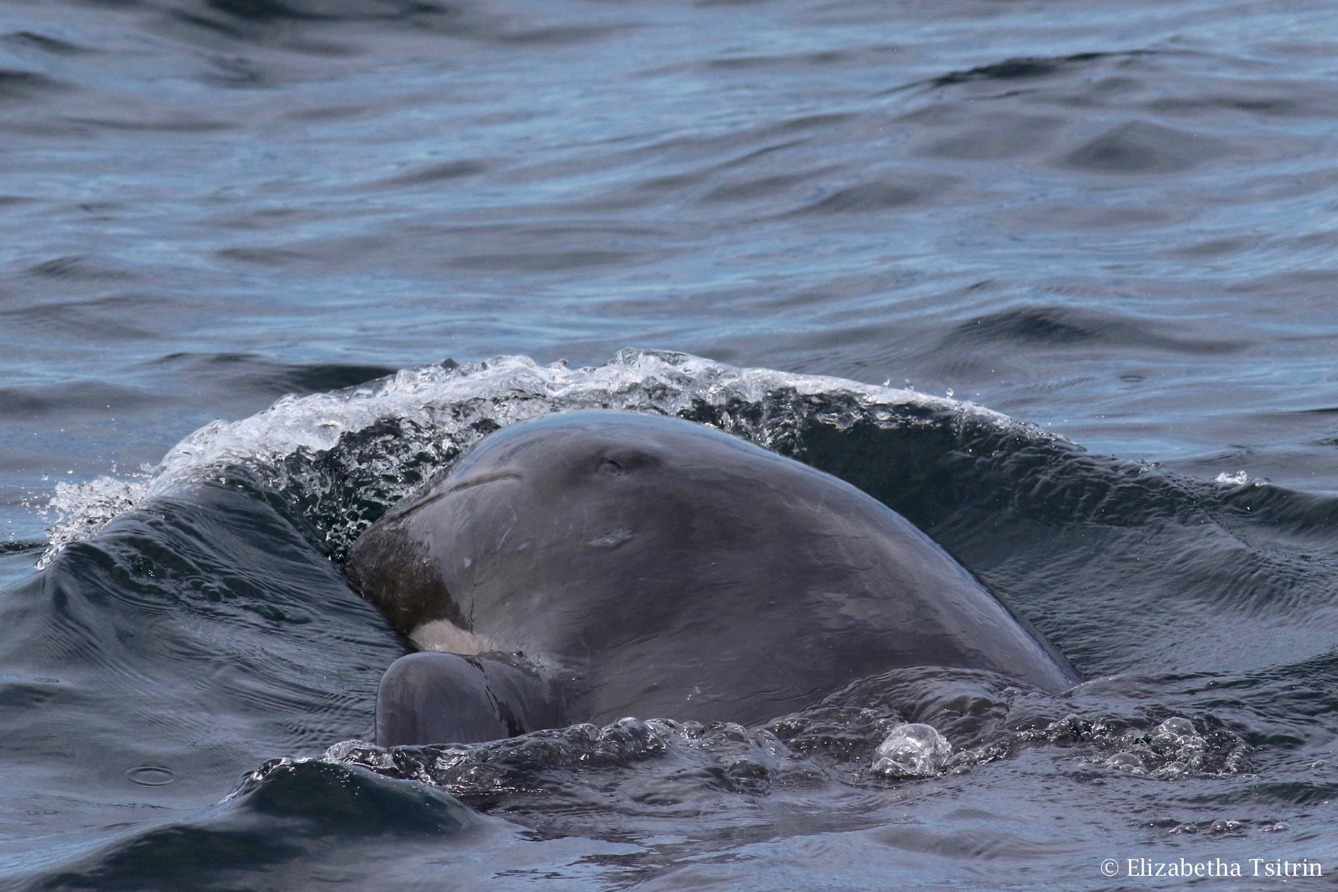Long-finned pilot whale