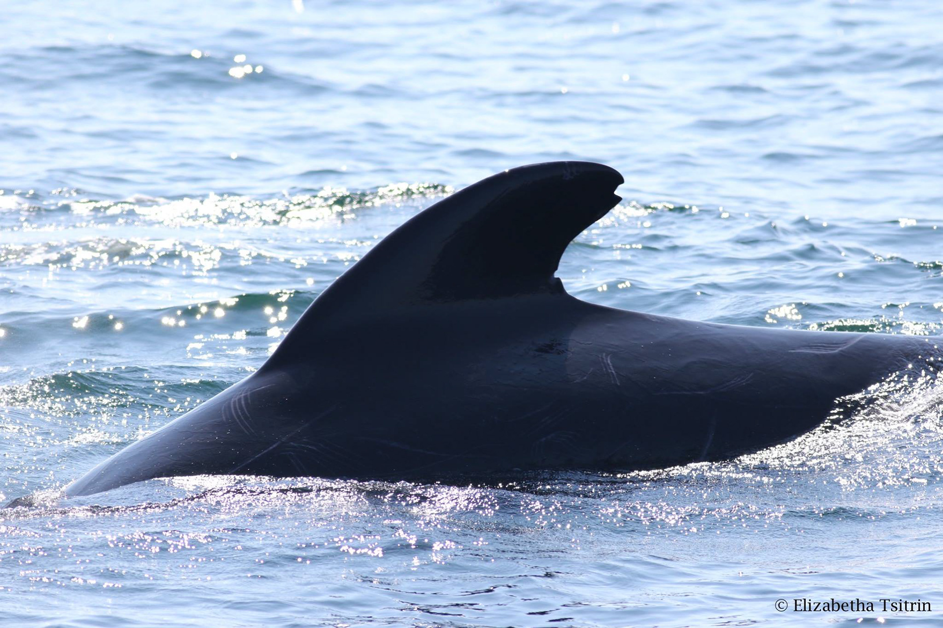 Trout - a Long-finned pilot whale of Cape Breton Island