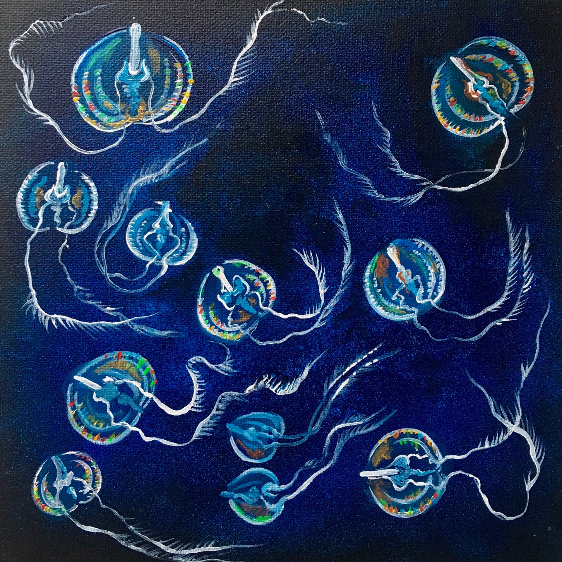 Sea gooseberries (Ctenophores)