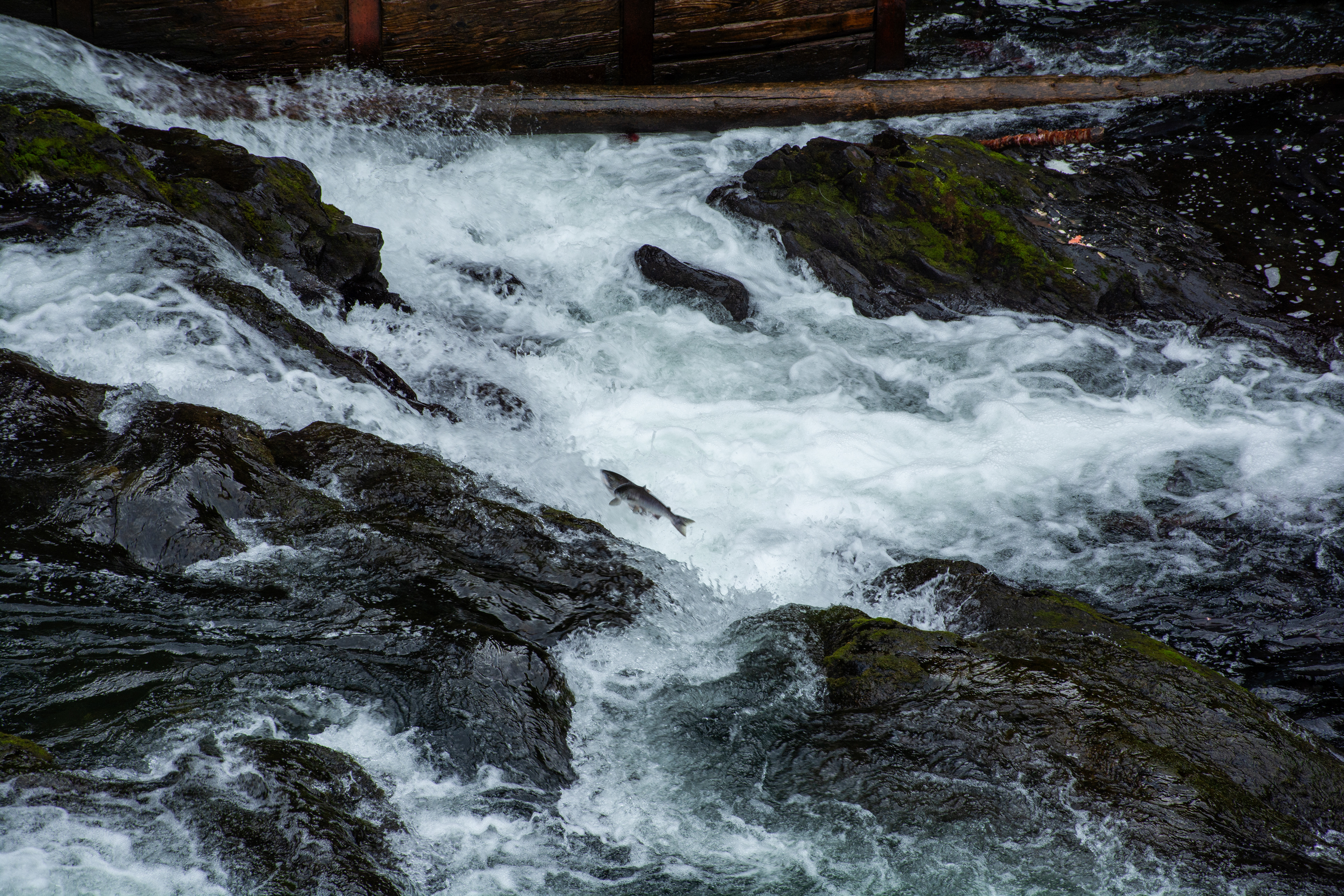 Salmon migration