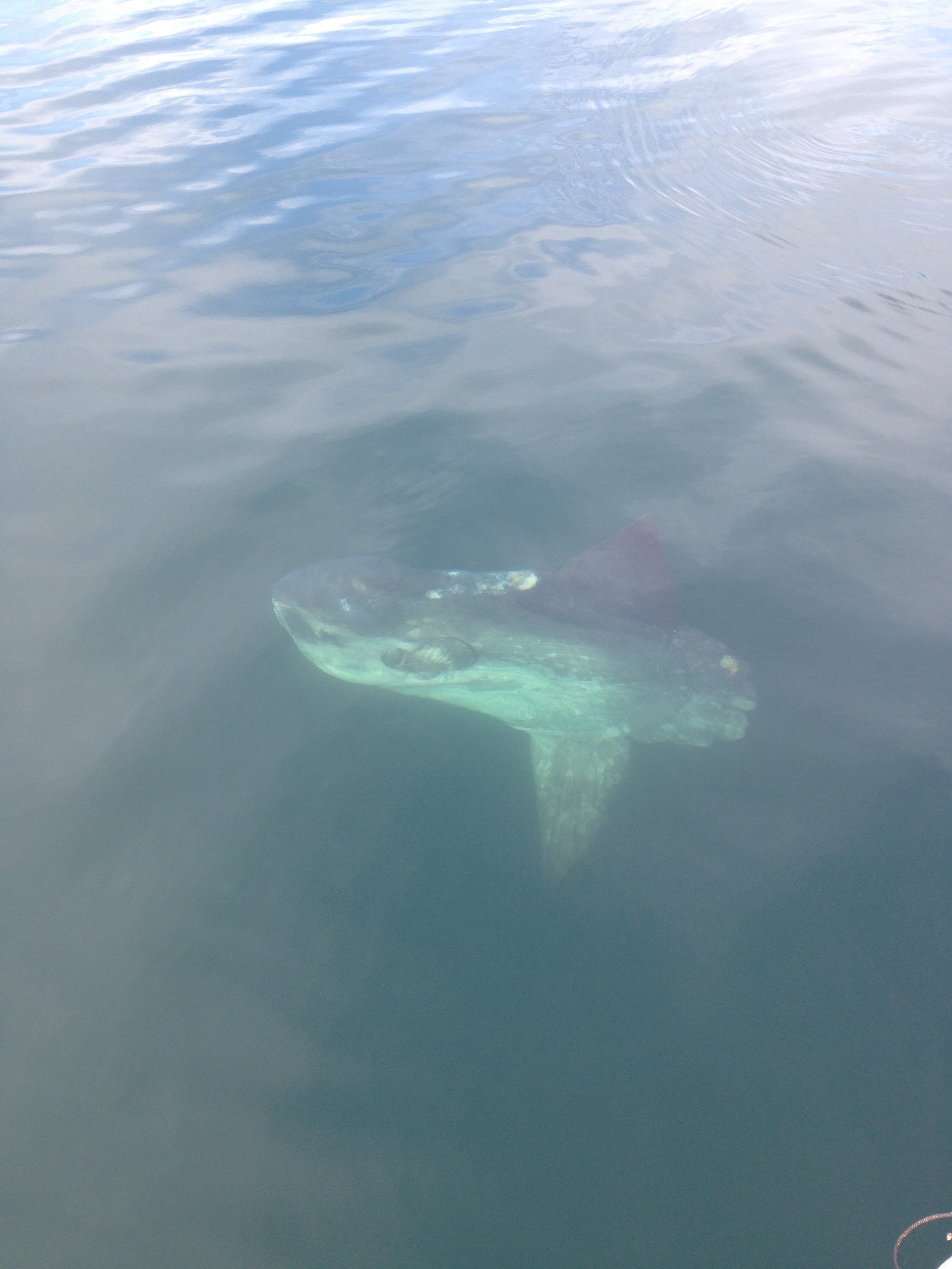 Mola mola
