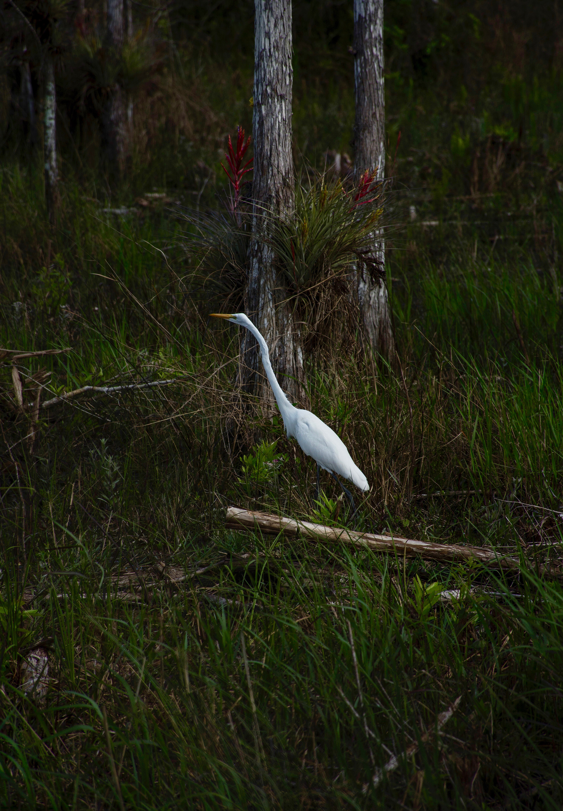 Great egret