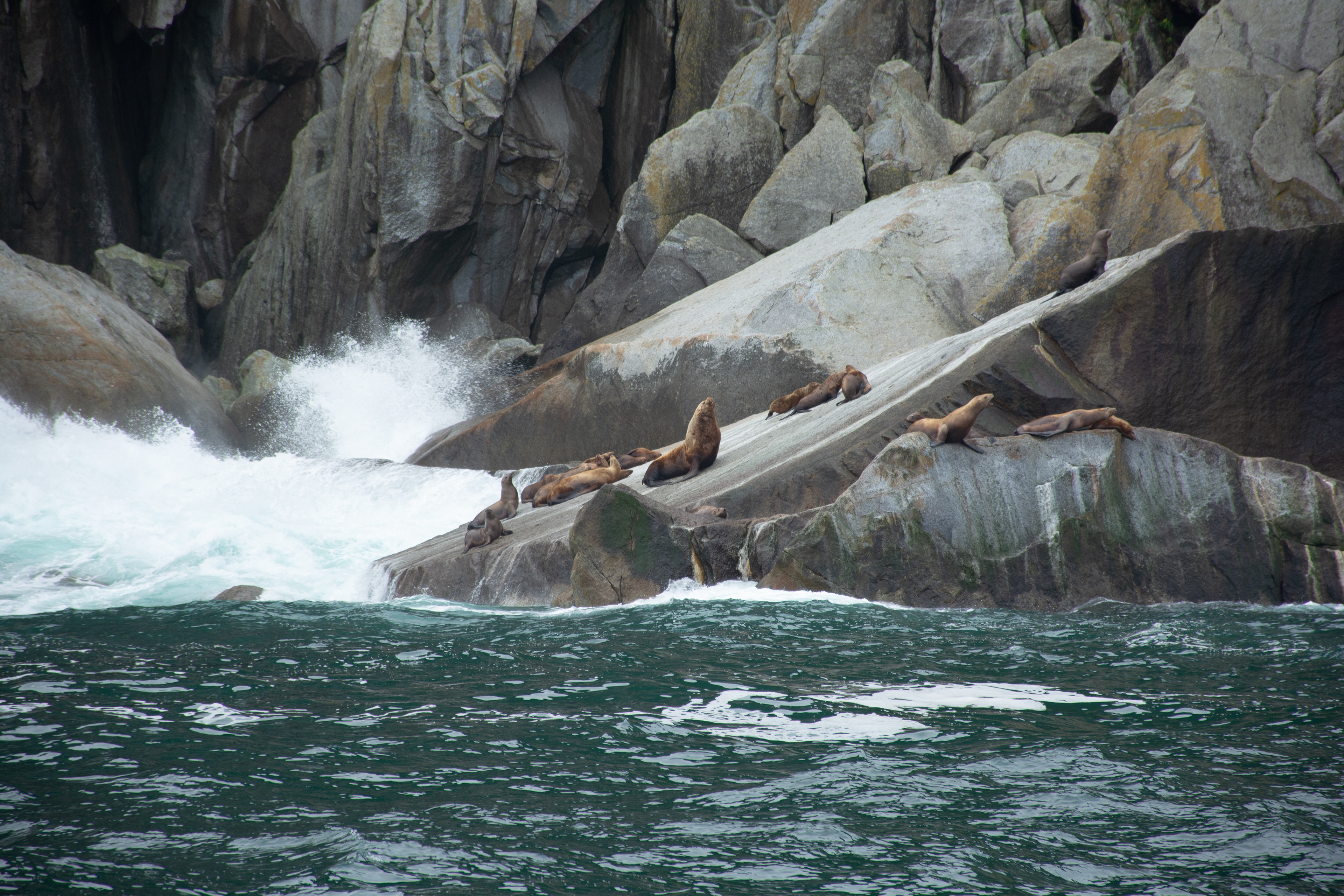 Steller sea lions