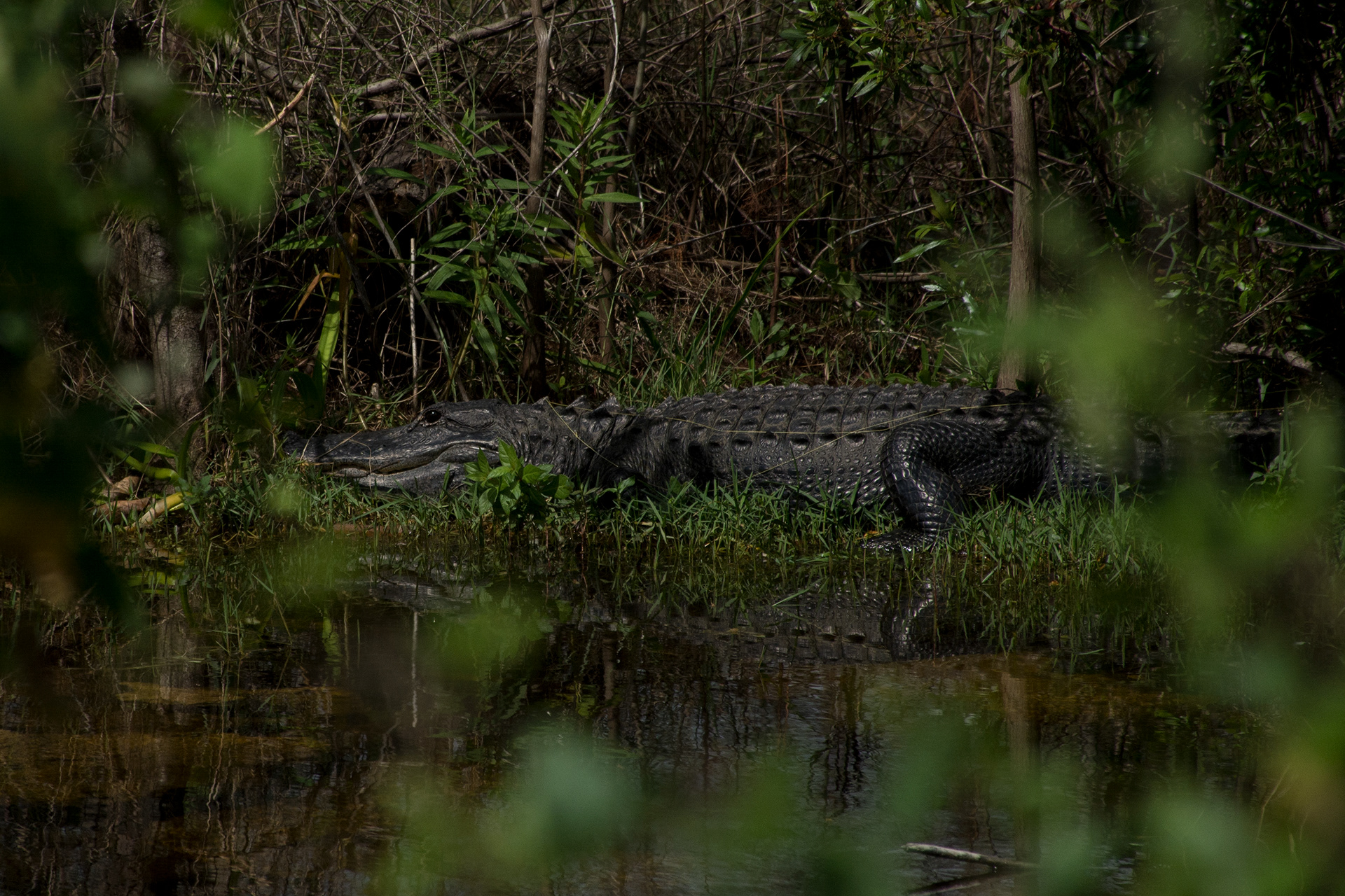 American alligator