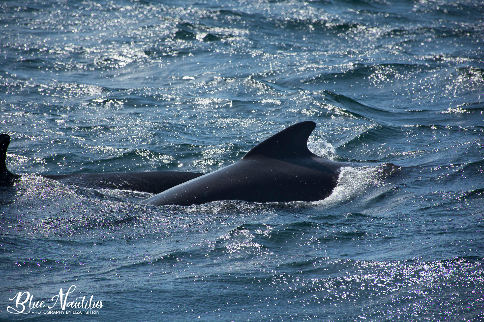 Long-finned pilot whales in Cape Breton