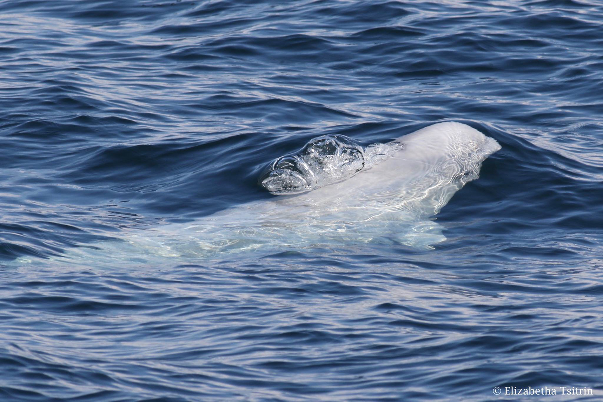 Beluga whale