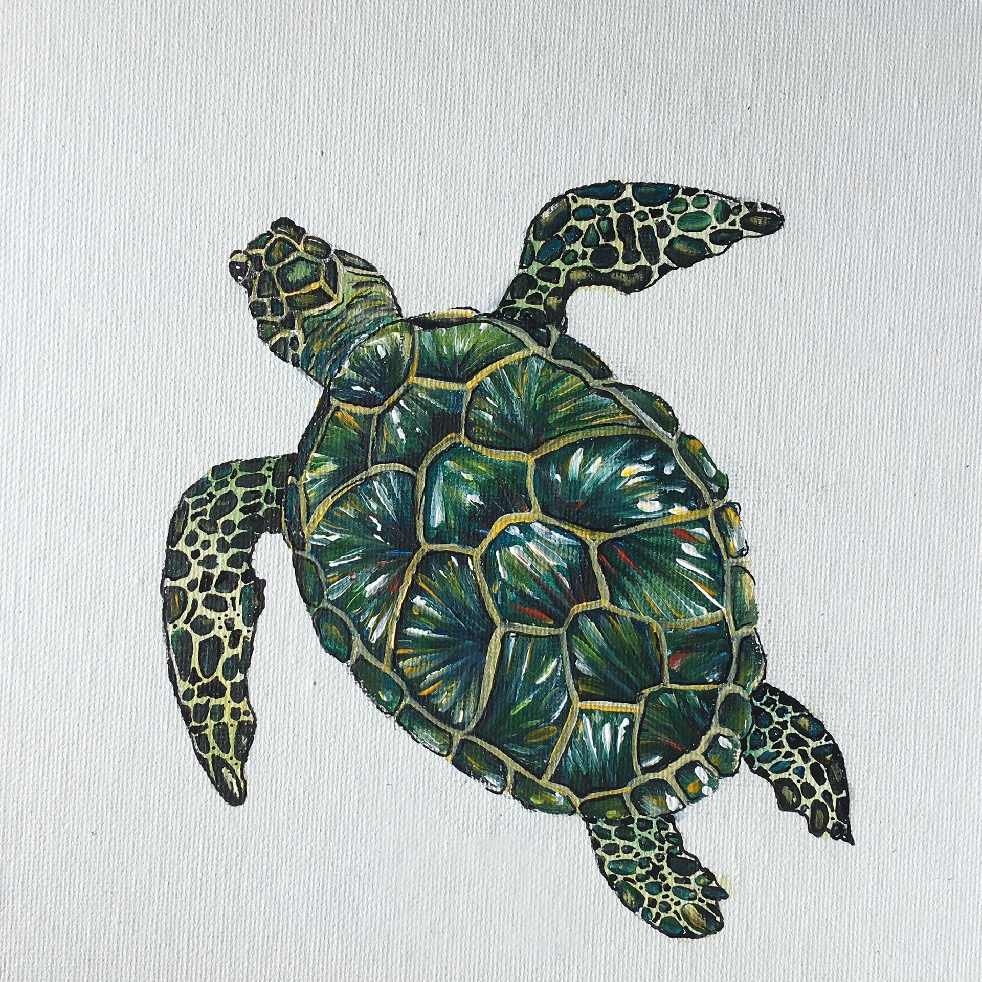 Green sea turtle