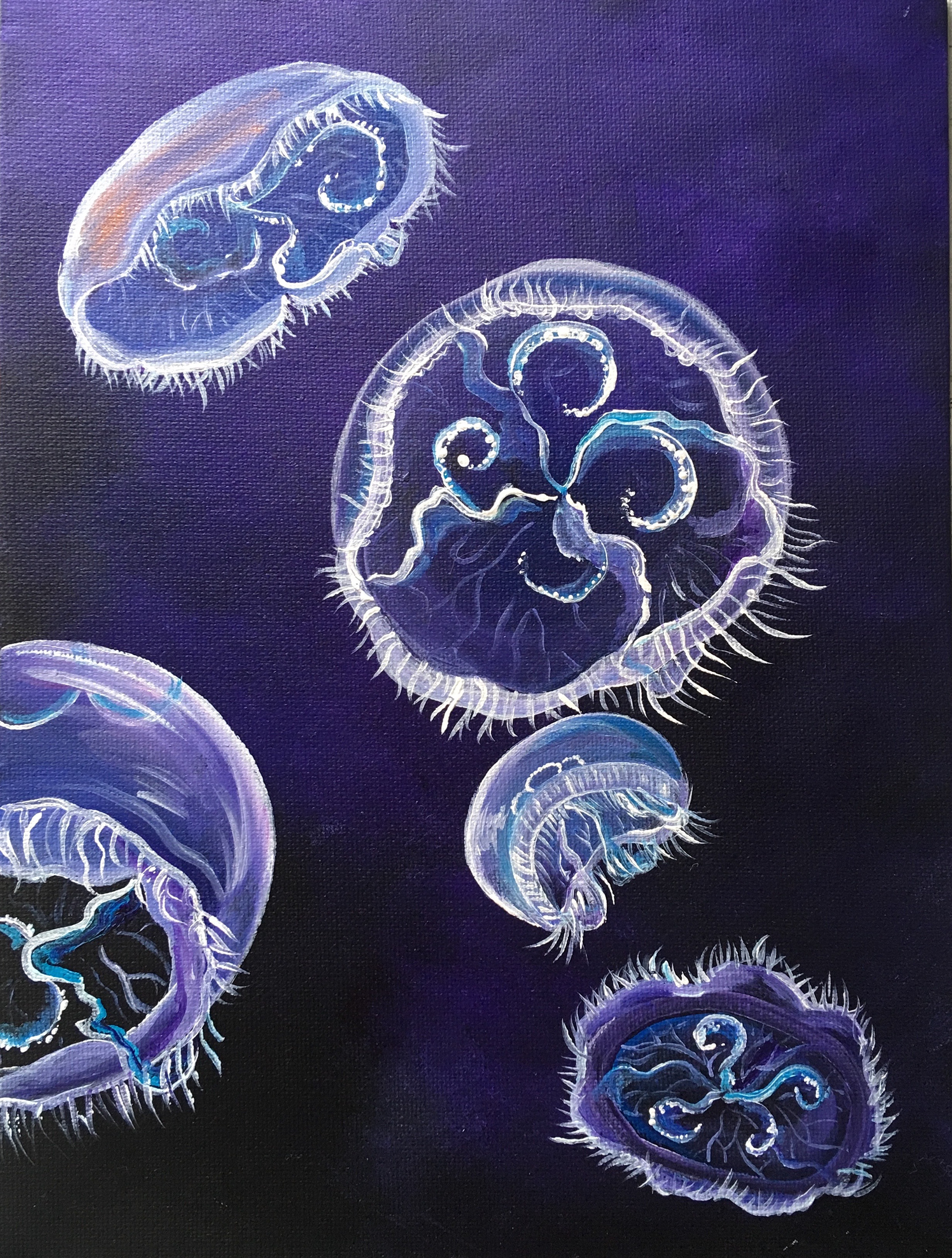 Moon jellies