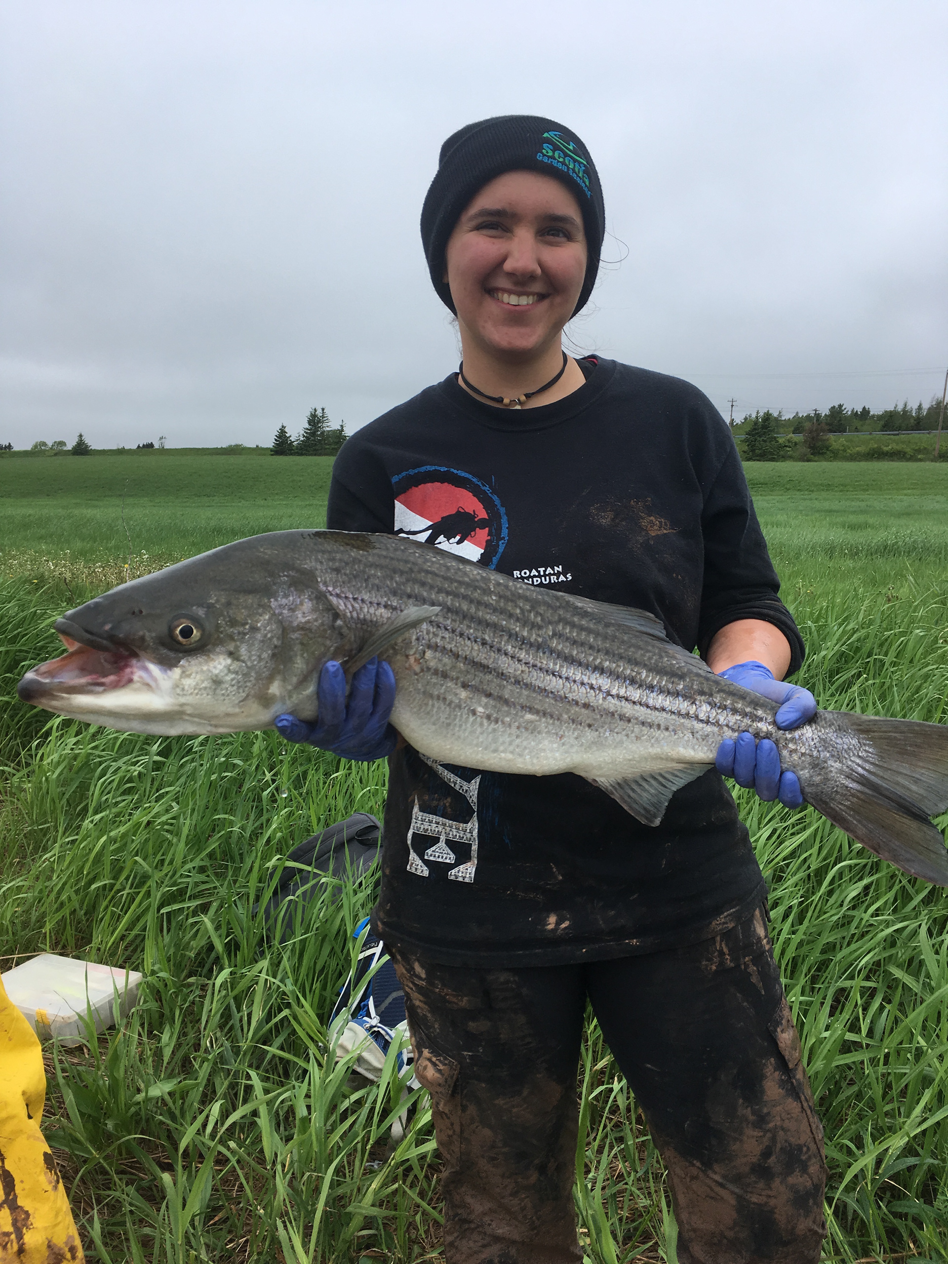 Striped bass ready for tagging