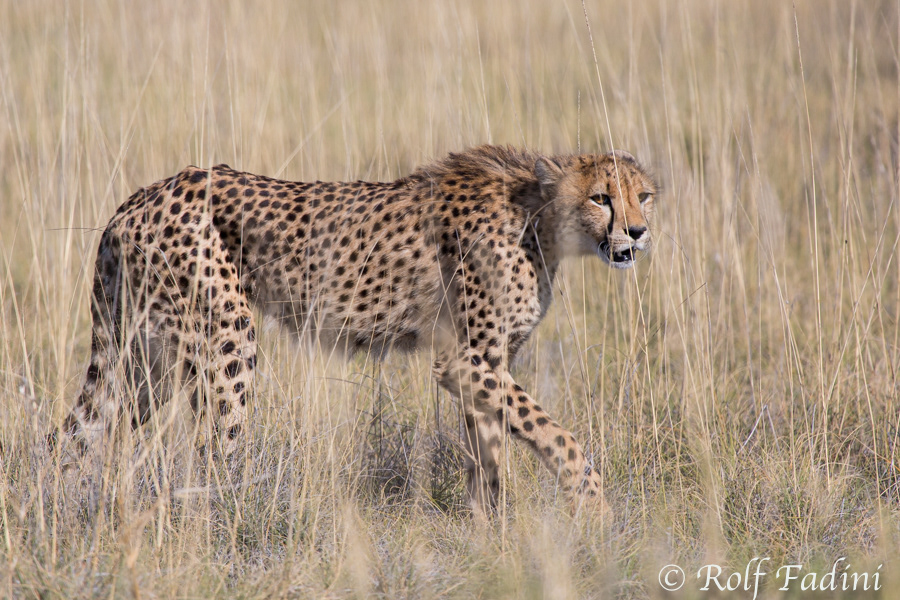 Gepard (Acinonyx jubatus) 01 - Namibia