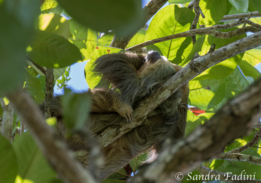 Dreifinger-Faultier (Bradypus) 02 - Costa Rica